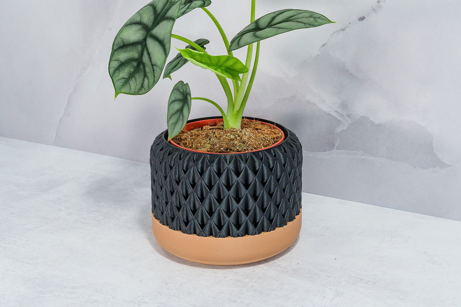 Angled with Alocasia: "Side angle of ANANAS planter with wood base and carbon fibre pattern, displaying an alocasia plant."
