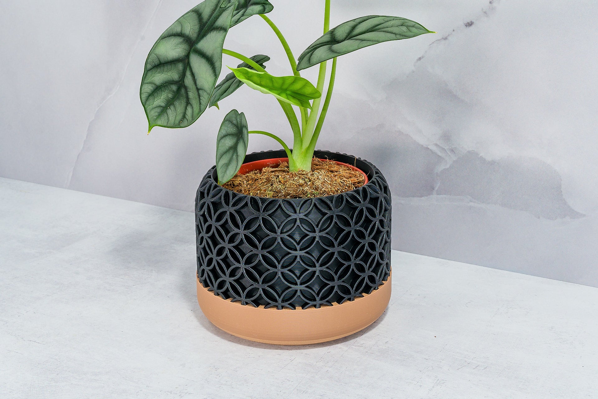 Angled with Alocasia: "Side angle of BLOSSOM planter with wood base and carbon fibre pattern, displaying an alocasia plant."
