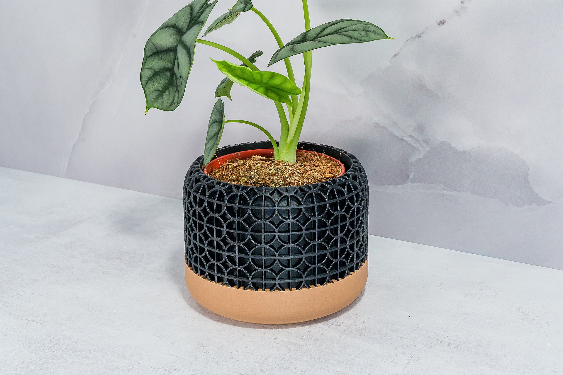 Angled with Alocasia: "Side angle of CROSSORB planter with wood base and carbon fibre pattern, displaying an alocasia plant."
