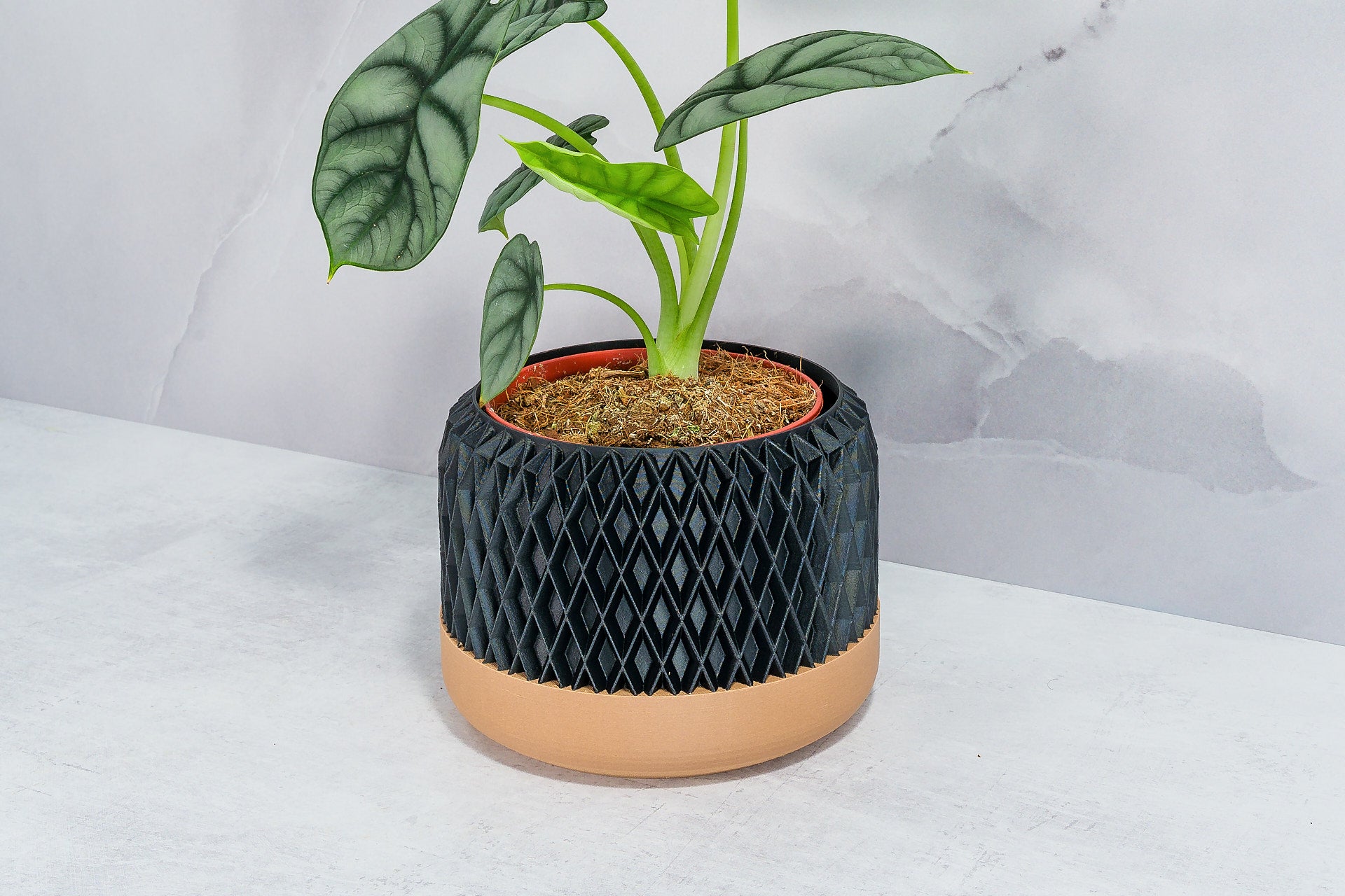 Angled with Alocasia: "Side angle of DIAM planter with wood base and carbon fibre pattern, displaying an alocasia plant."
