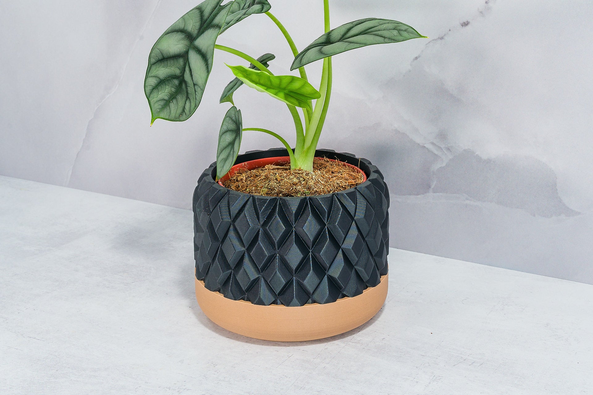 Angled with Alocasia: "Side angle of GEM planter with wood base and carbon fibre pattern, displaying an alocasia plant."
