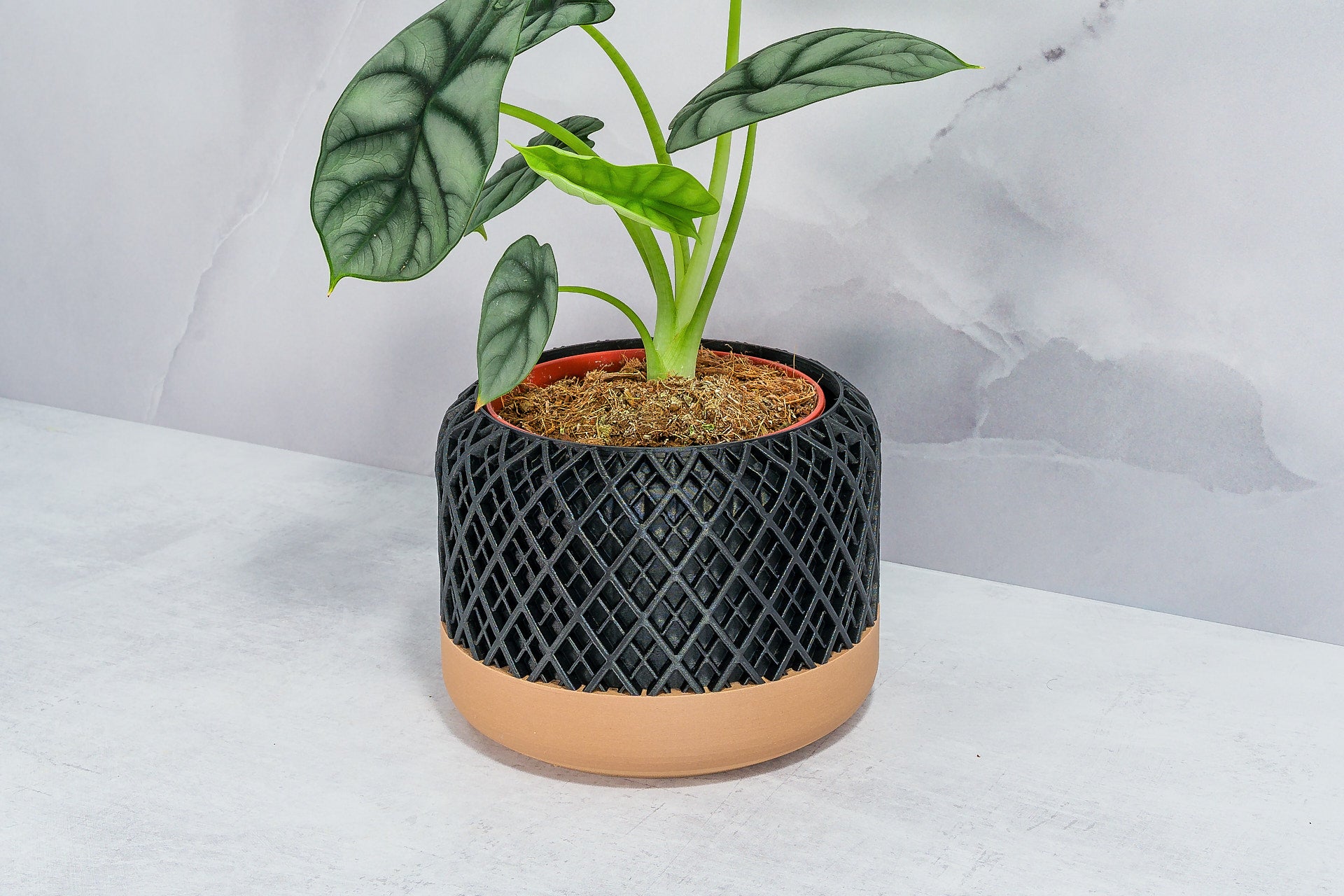 Angled with Alocasia: "Side angle of HATCH planter with wood base and carbon fibre pattern, displaying an alocasia plant."
