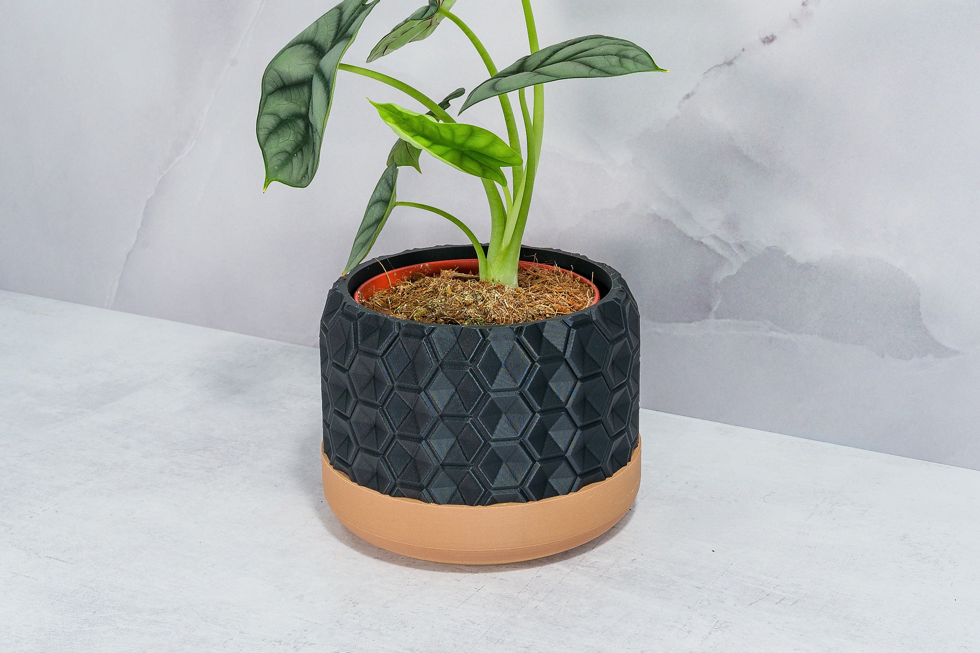 Angled with Alocasia: "Side angle of HEXA planter with wood base and carbon fibre pattern, displaying an alocasia plant."
