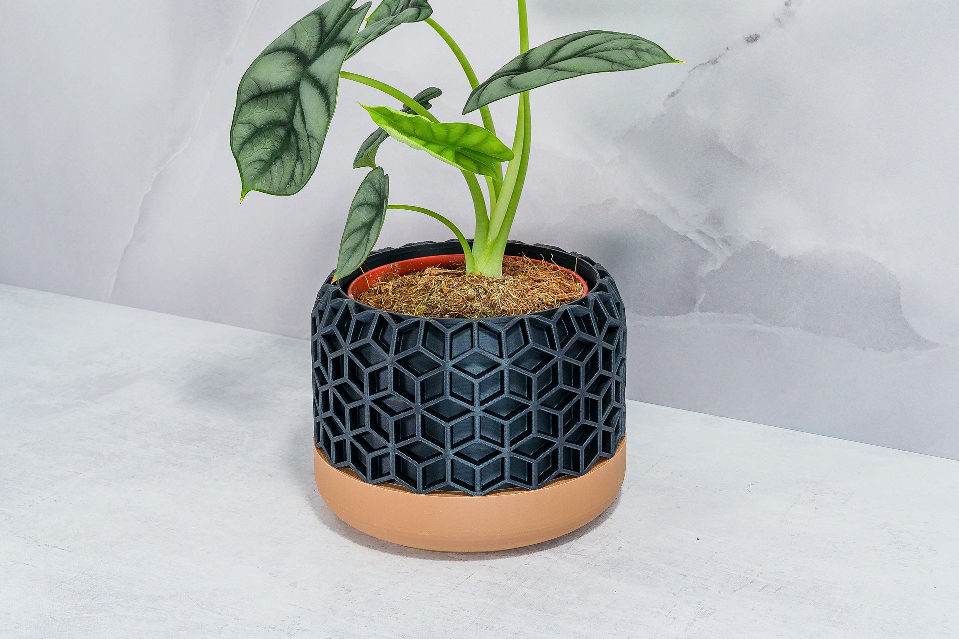 Angled with Alocasia: "Side angle of HONEYCOMB planter with wood base and carbon fibre pattern, displaying an alocasia plant."
