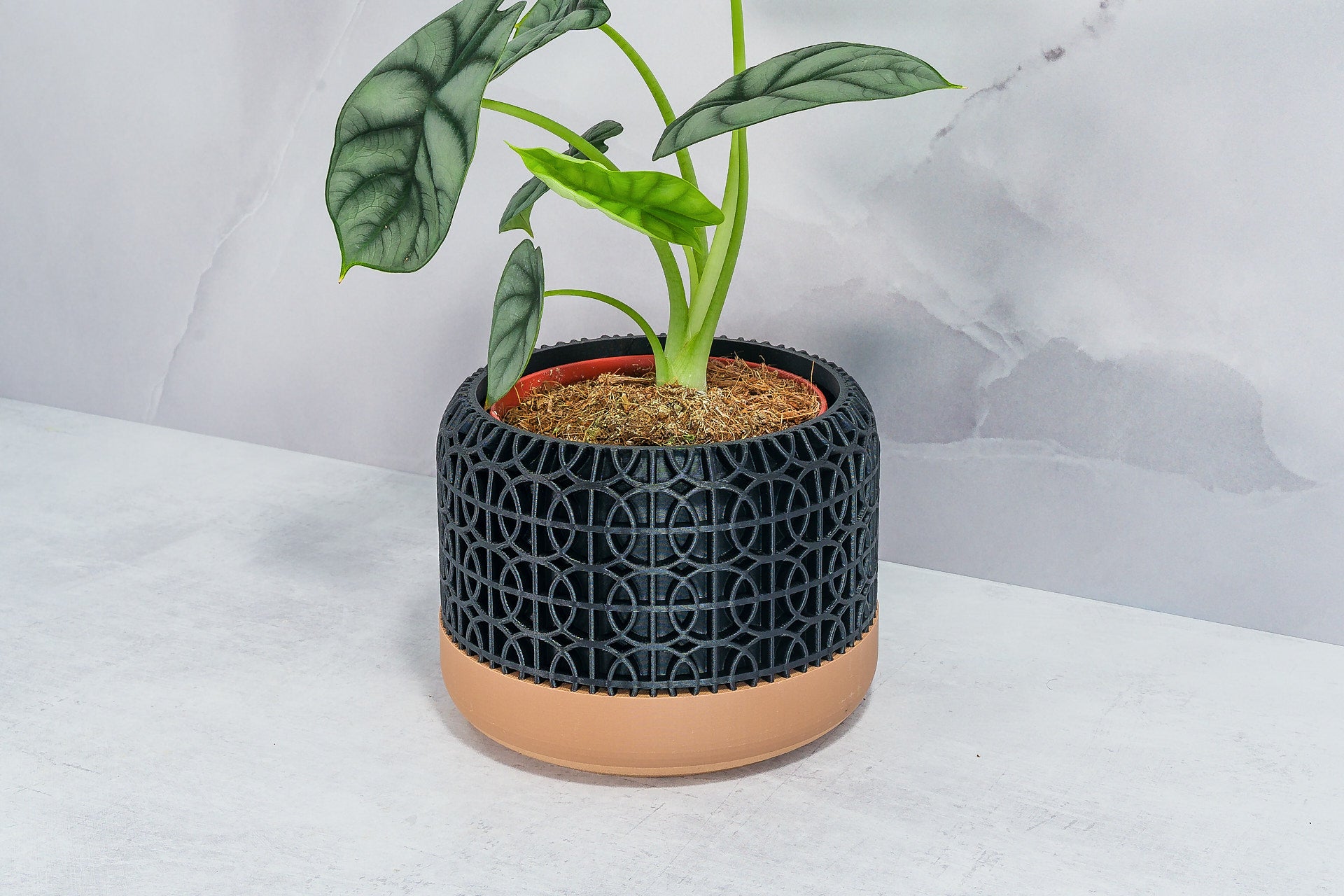 Angled with Alocasia: "Side angle of INTERSECT planter with wood base and carbon fibre pattern, displaying an alocasia plant."
