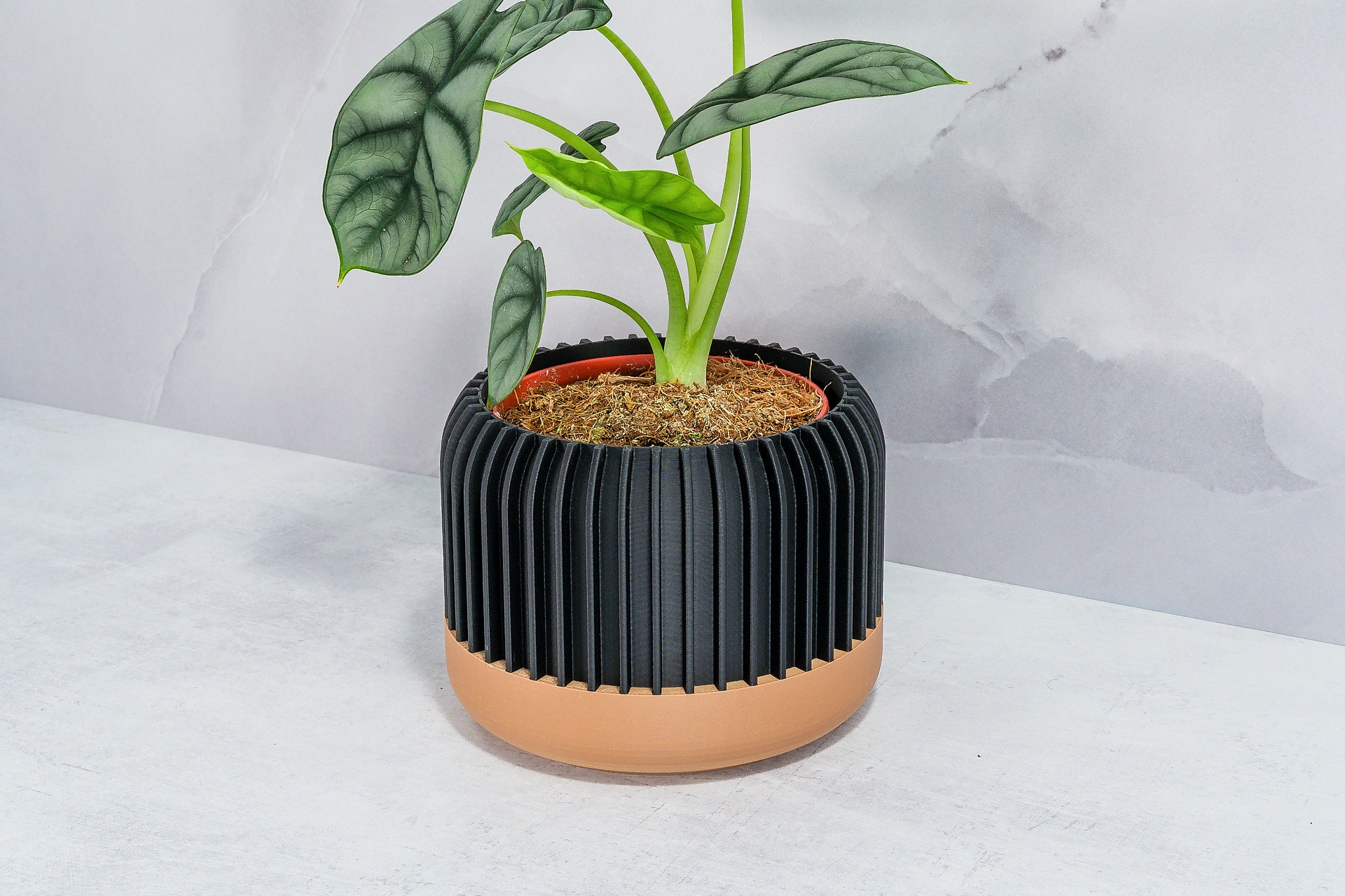 Angled with Alocasia: "Side angle of LINEAR planter with wood base and carbon fibre pattern, displaying an alocasia plant."
