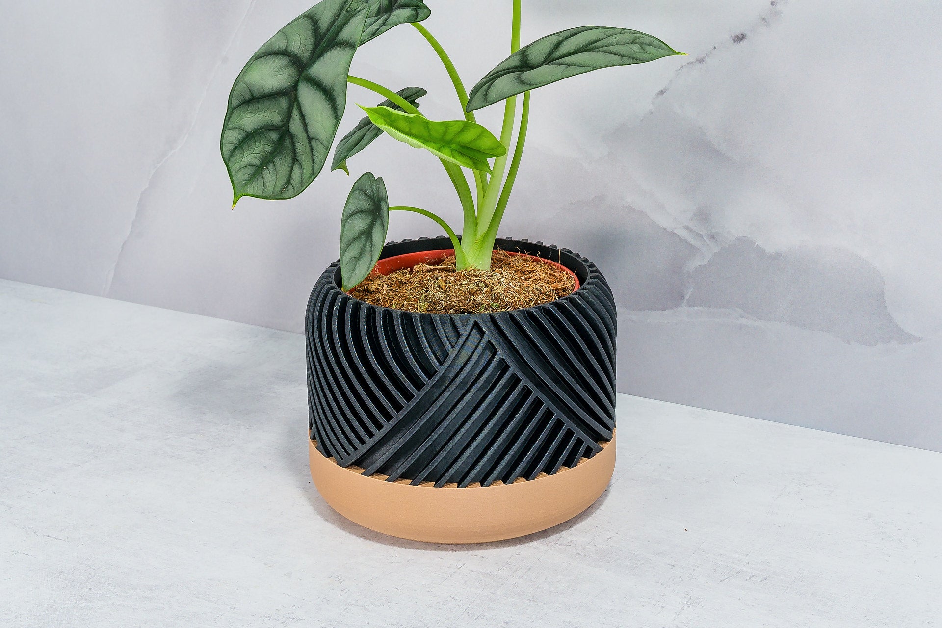 Angled with Alocasia: "Side angle of PEAK planter with wood base and carbon fibre pattern, displaying an alocasia plant."
