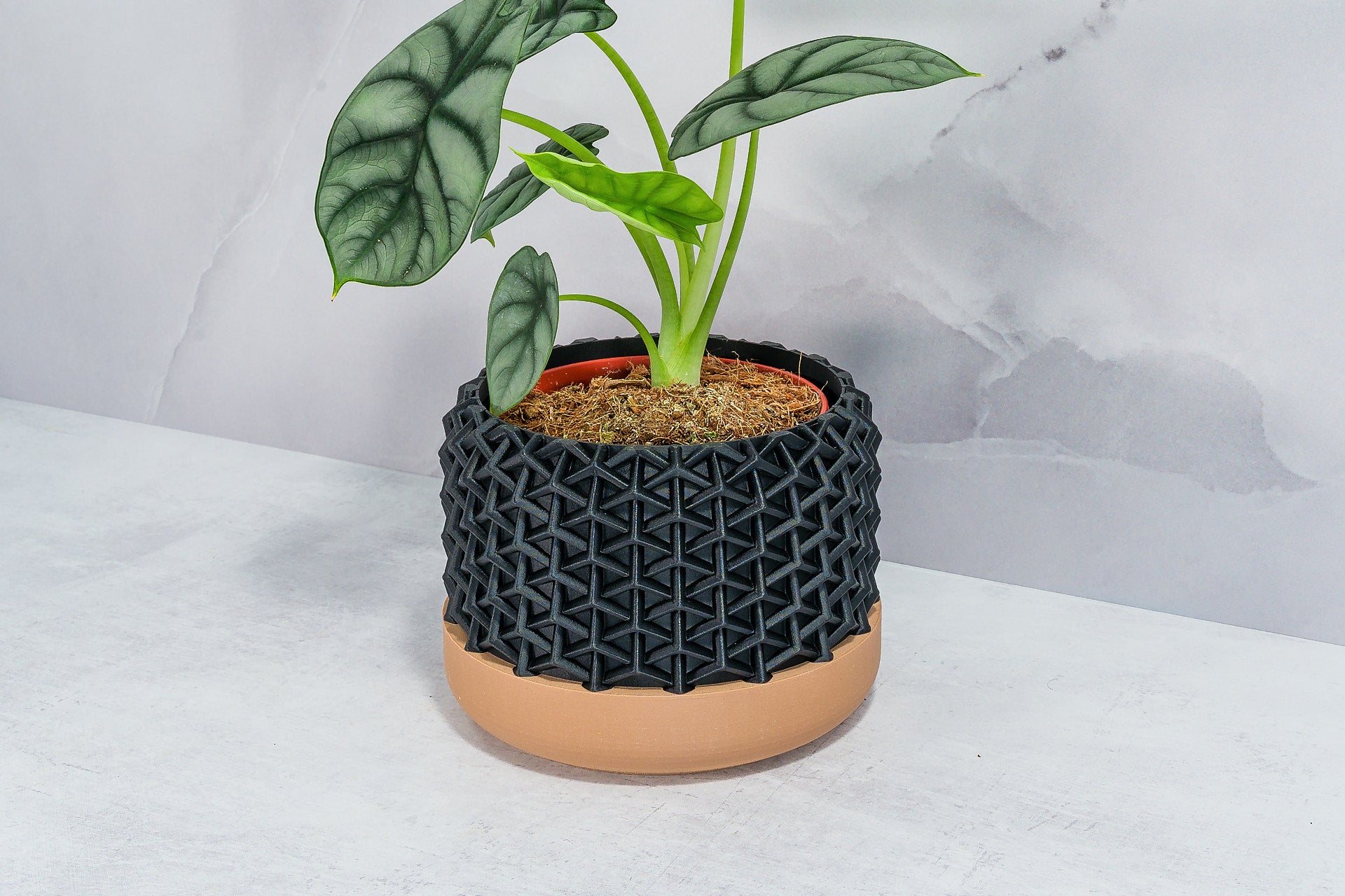 Angled with Alocasia: "Side angle of STELLAR planter with wood base and carbon fibre pattern, displaying an alocasia plant."
