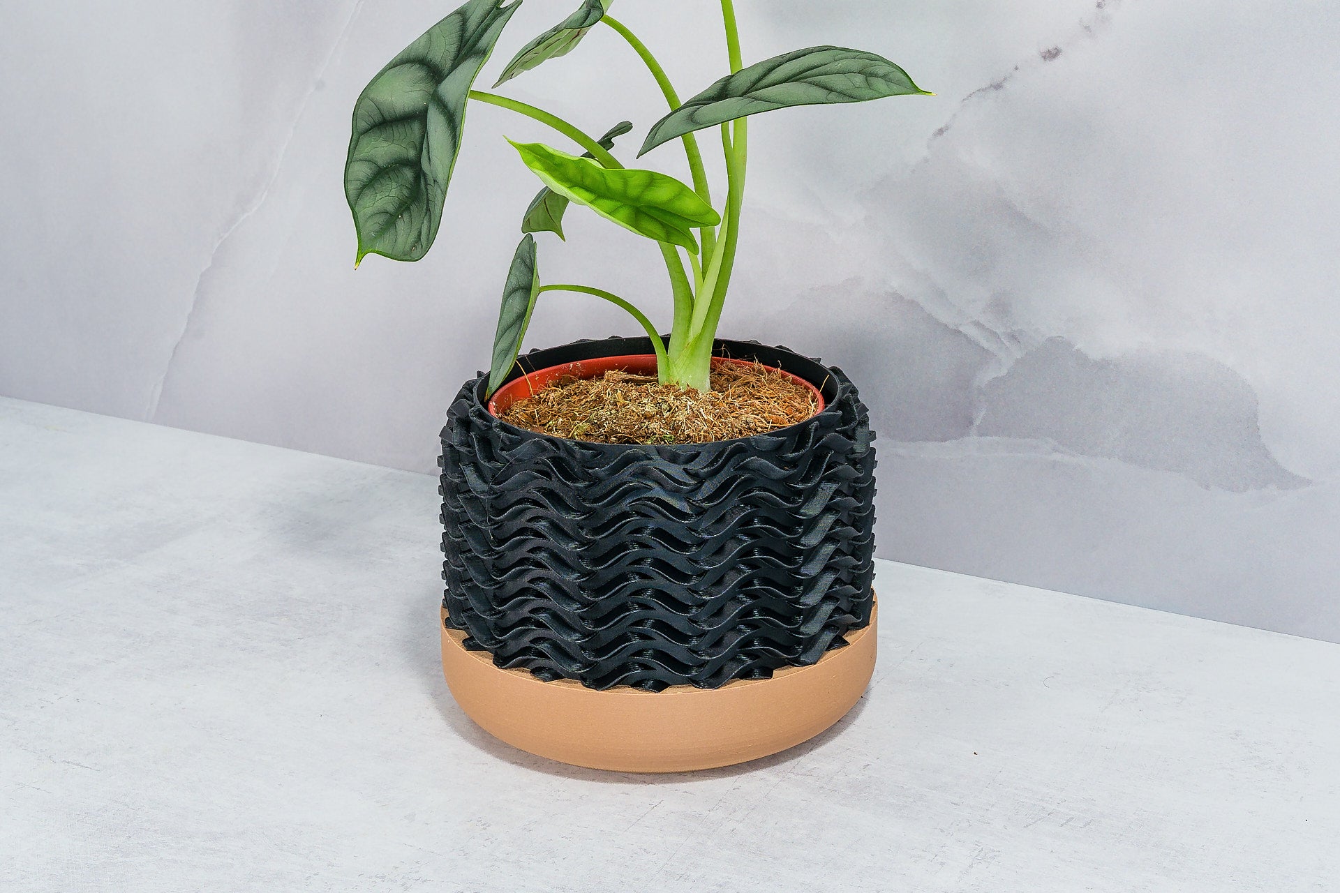 Angled with Alocasia: "Side angle of TIDAL planter with wood base and carbon fibre pattern, displaying an alocasia plant."
