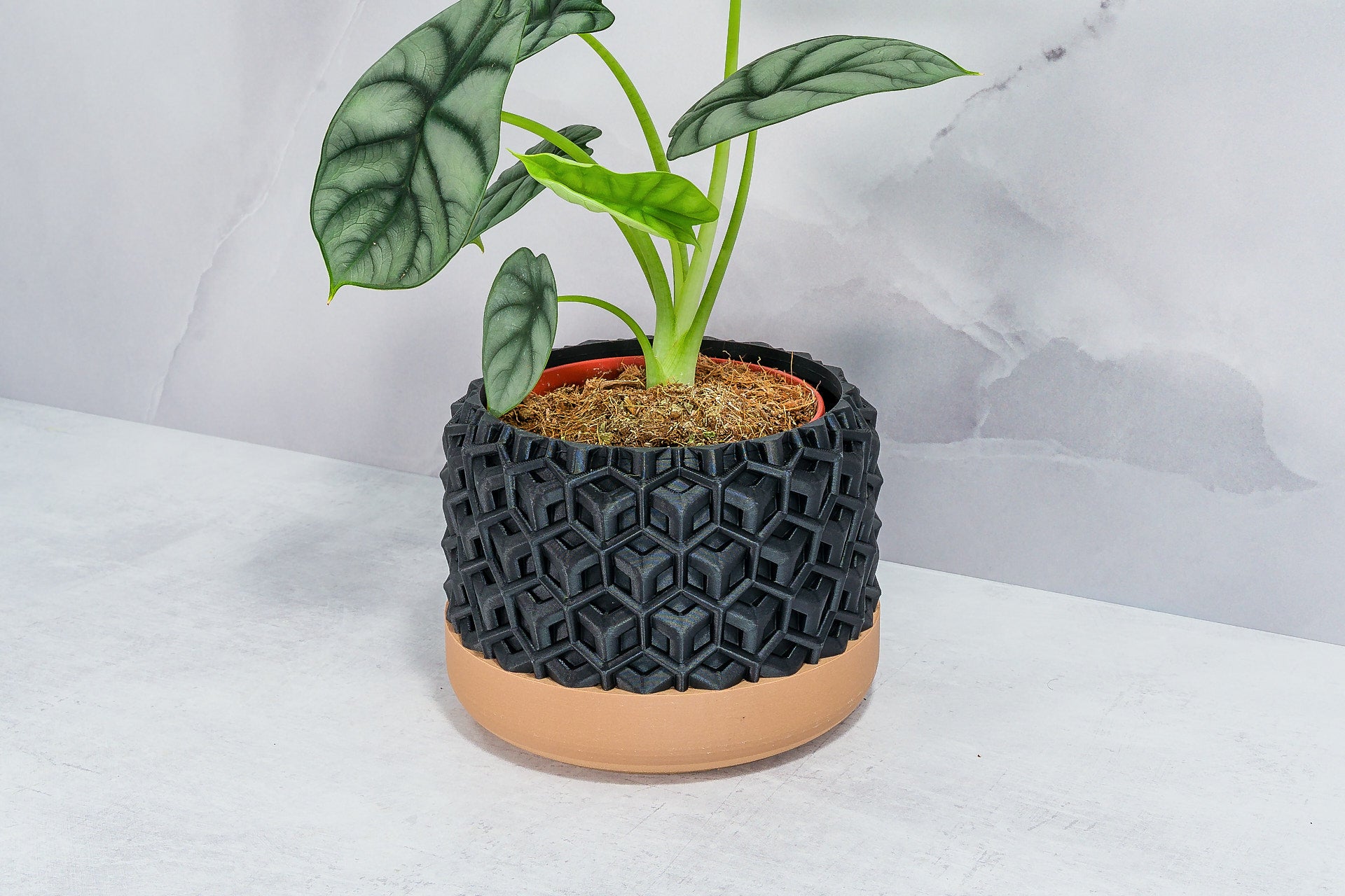 Angled with Alocasia: "Side angle of TRANSFORM planter with wood base and carbon fibre pattern, displaying an alocasia plant."
