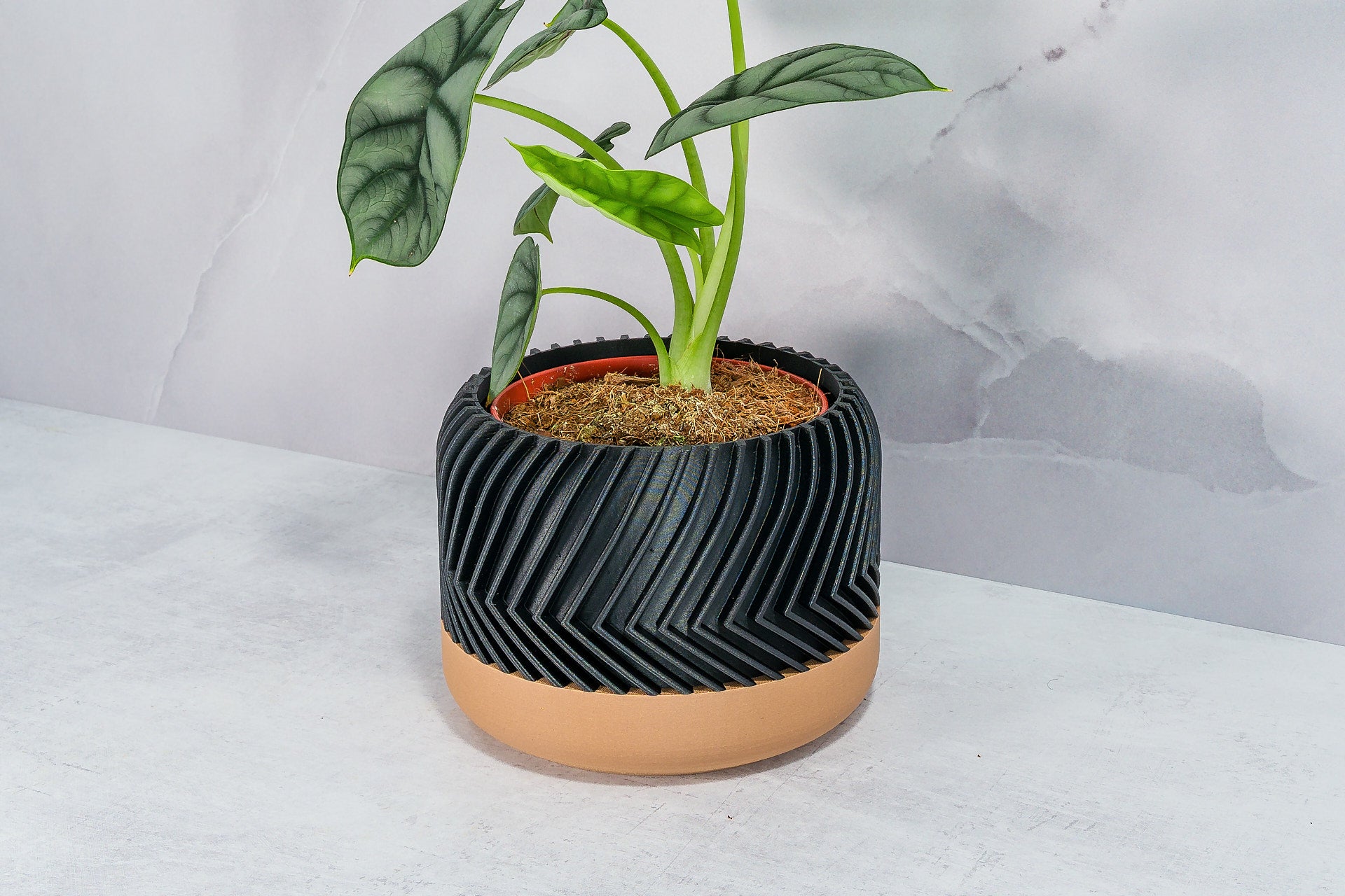 Angled with Alocasia: "Side angle of TREAD planter with wood base and carbon fibre pattern, displaying an alocasia plant."
