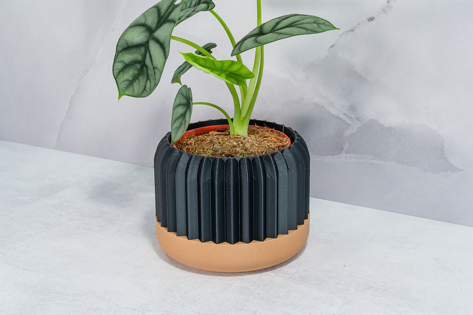 Angled with Alocasia: "Side angle of TRILINEAR planter with wood base and carbon fibre pattern, displaying an alocasia plant."
