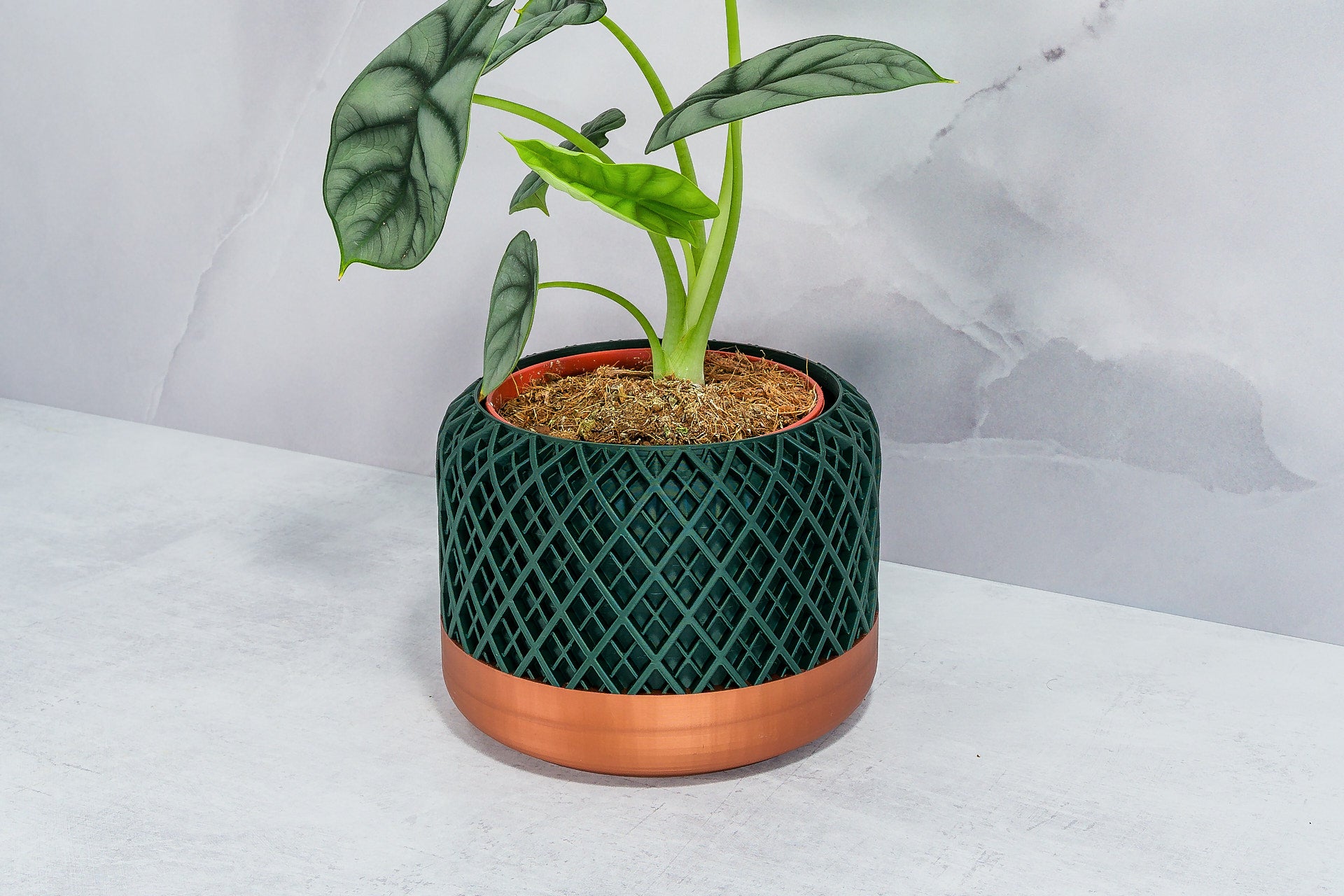 Angled with Alocasia: "Side angle of HATCH planter with copper base and forest pattern, displaying an alocasia plant."
