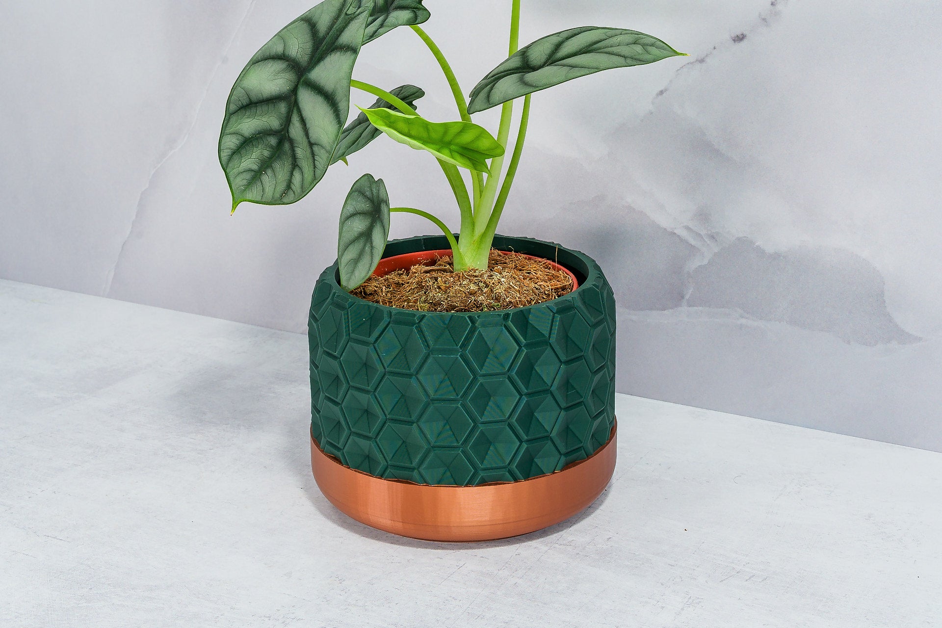 Angled with Alocasia: "Side angle of HEXA planter with copper base and forest pattern, displaying an alocasia plant."
