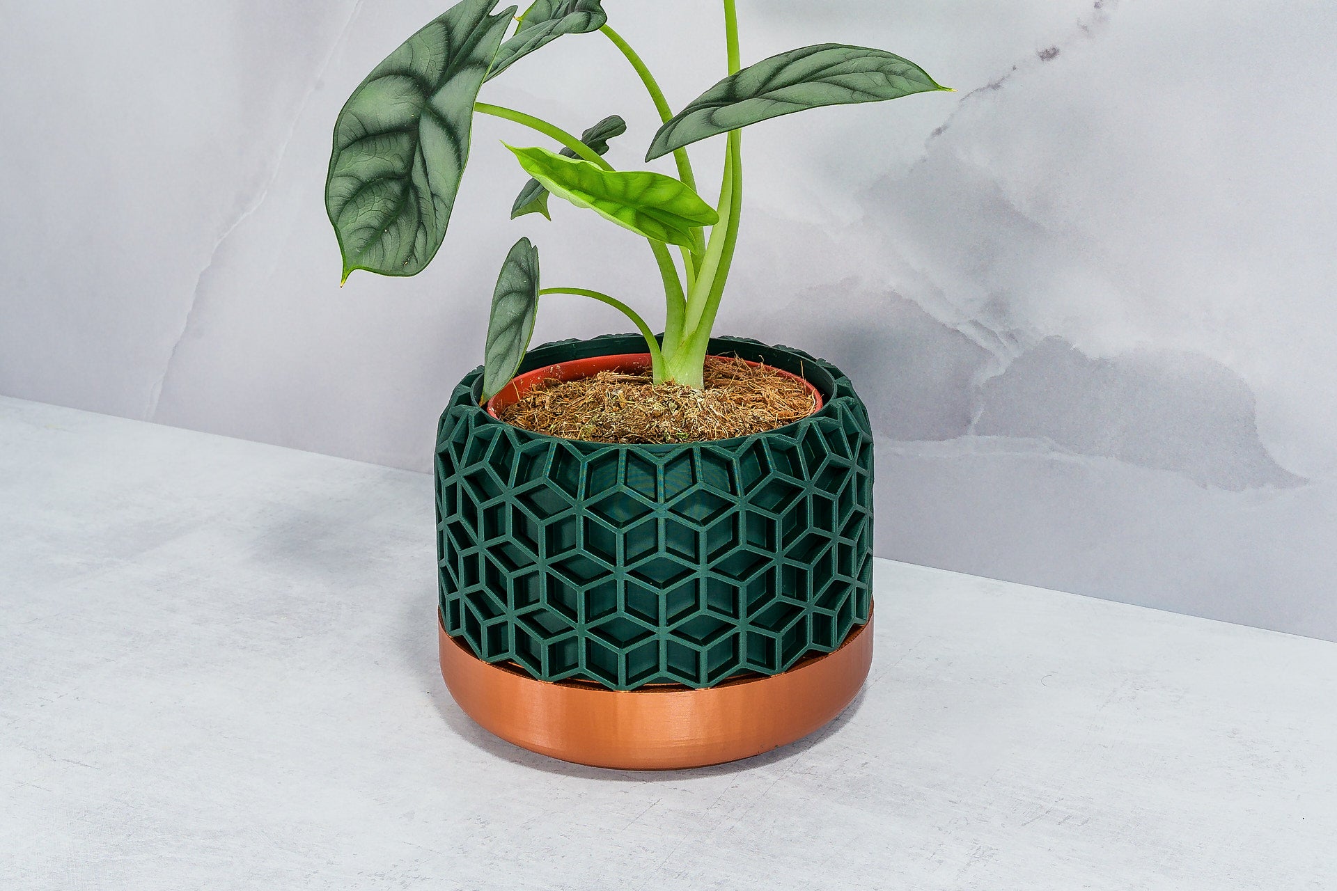 Angled with Alocasia: "Side angle of HONEYCOMB planter with copper base and forest pattern, displaying an alocasia plant."
