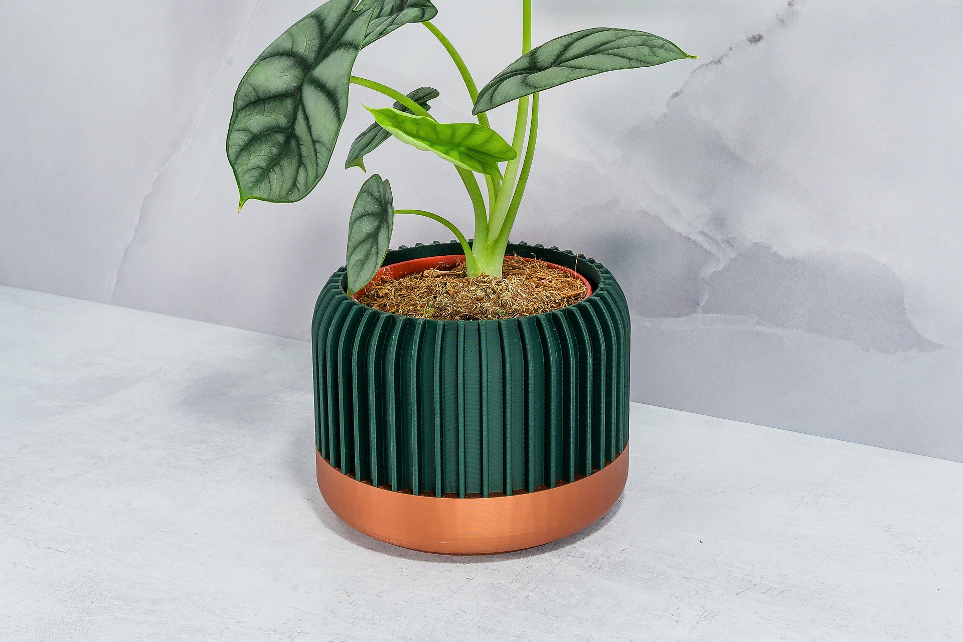 Angled with Alocasia: "Side angle of LINEAR planter with copper base and forest pattern, displaying an alocasia plant."
