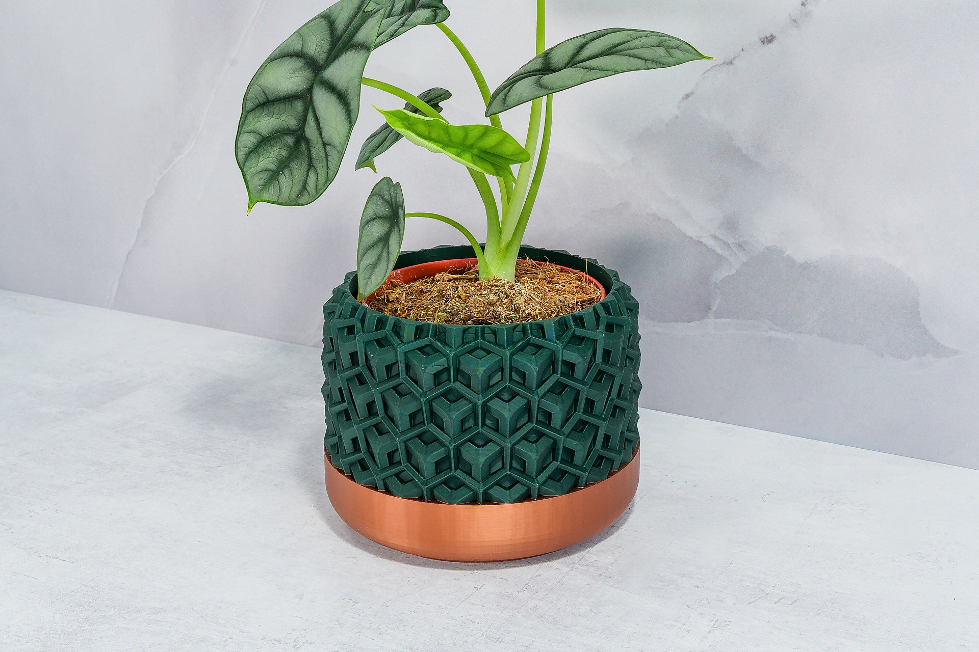 Angled with Alocasia: "Side angle of TRANSFORM planter with copper base and forest pattern, displaying an alocasia plant."
