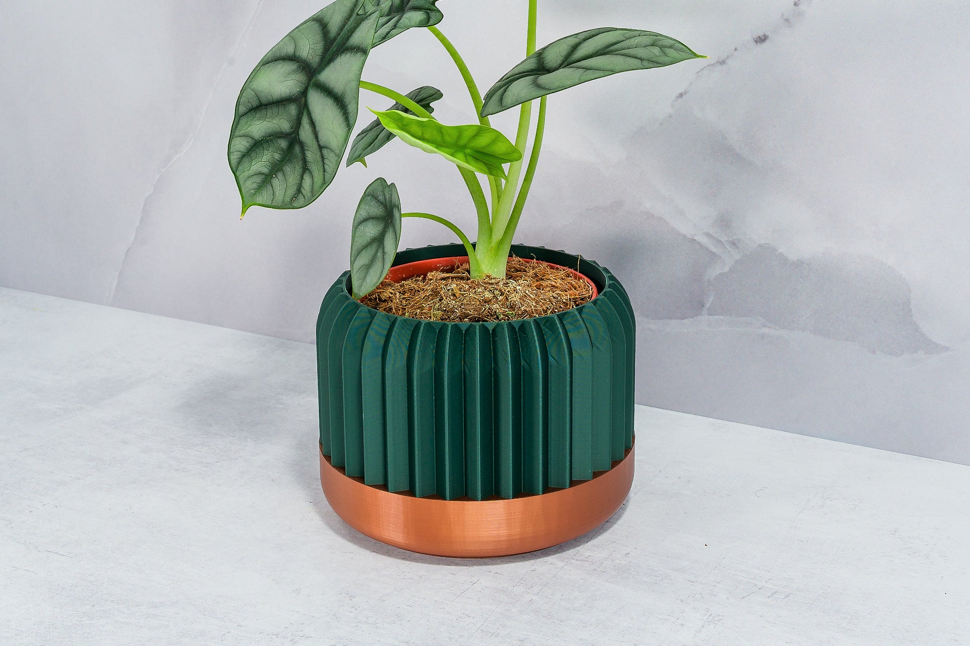 Angled with Alocasia: "Side angle of TRILINEAR planter with copper base and forest pattern, displaying an alocasia plant."
