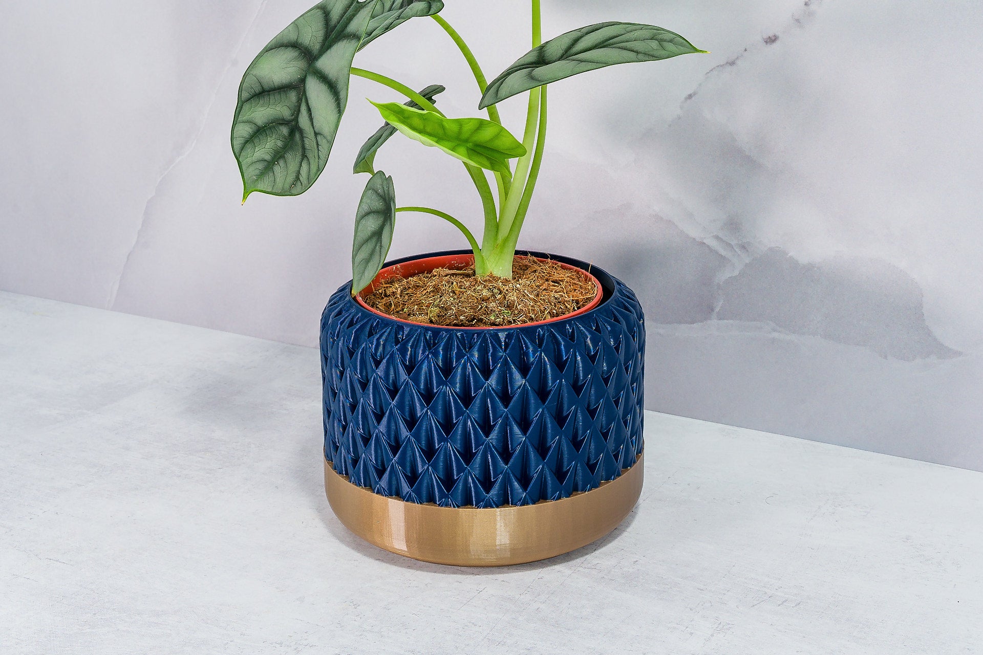 Angled with Alocasia: "Side angle of ANANAS planter with gold base and navy pattern, displaying an alocasia plant."
