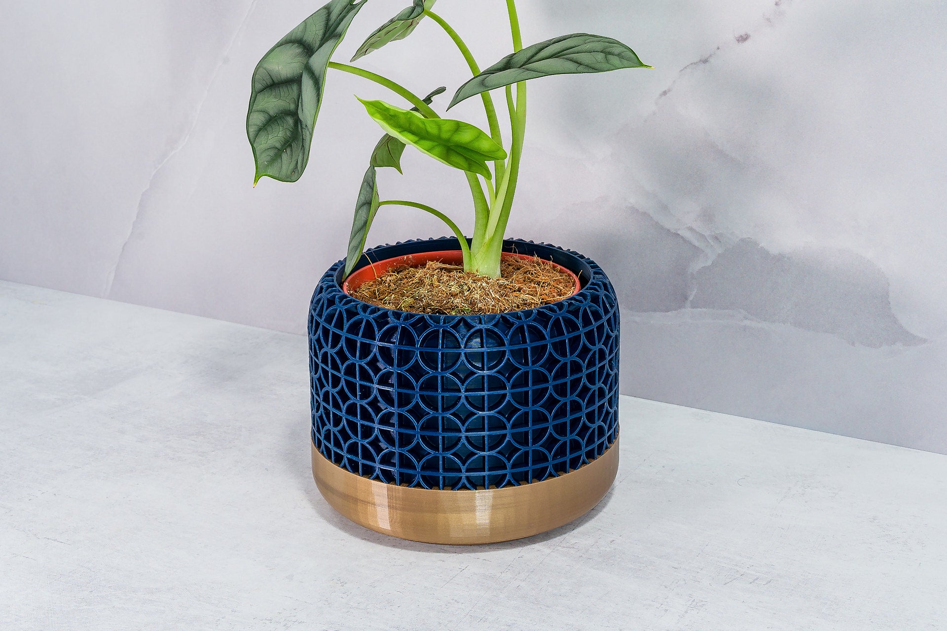 Angled with Alocasia: "Side angle of CROSSORB planter with gold base and navy pattern, displaying an alocasia plant."
