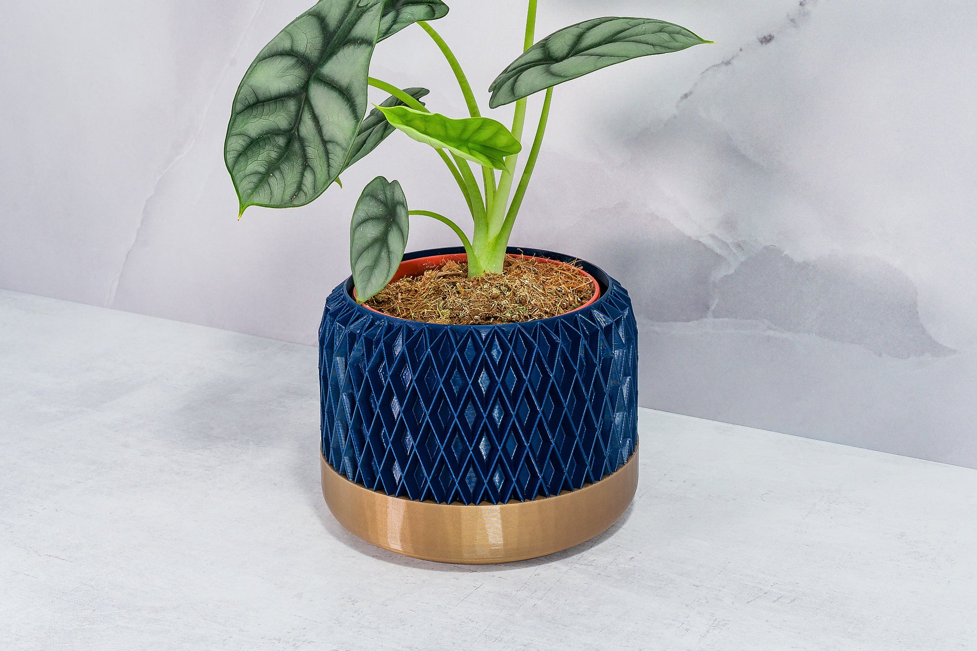 Angled with Alocasia: "Side angle of DIAM planter with gold base and navy pattern, displaying an alocasia plant."
