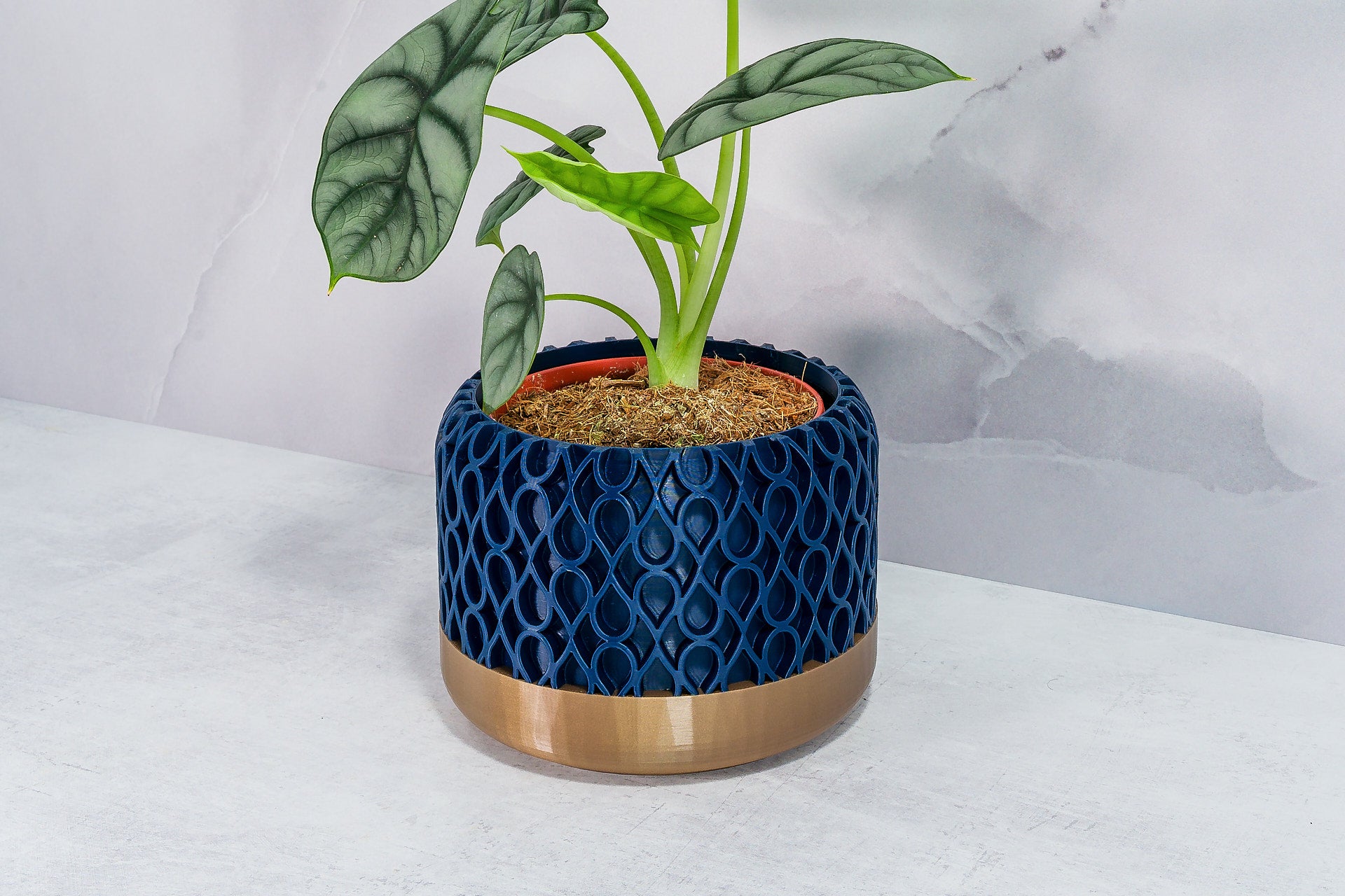 Angled with Alocasia: "Side angle of DROPLET planter with gold base and navy pattern, displaying an alocasia plant."
