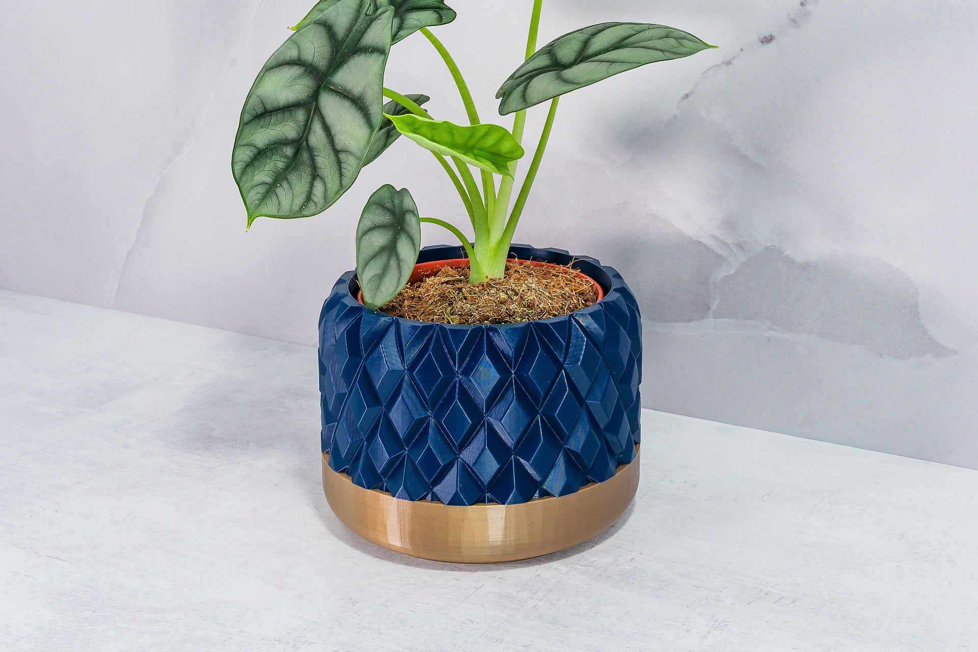 Angled with Alocasia: "Side angle of GEM planter with gold base and navy pattern, displaying an alocasia plant."
