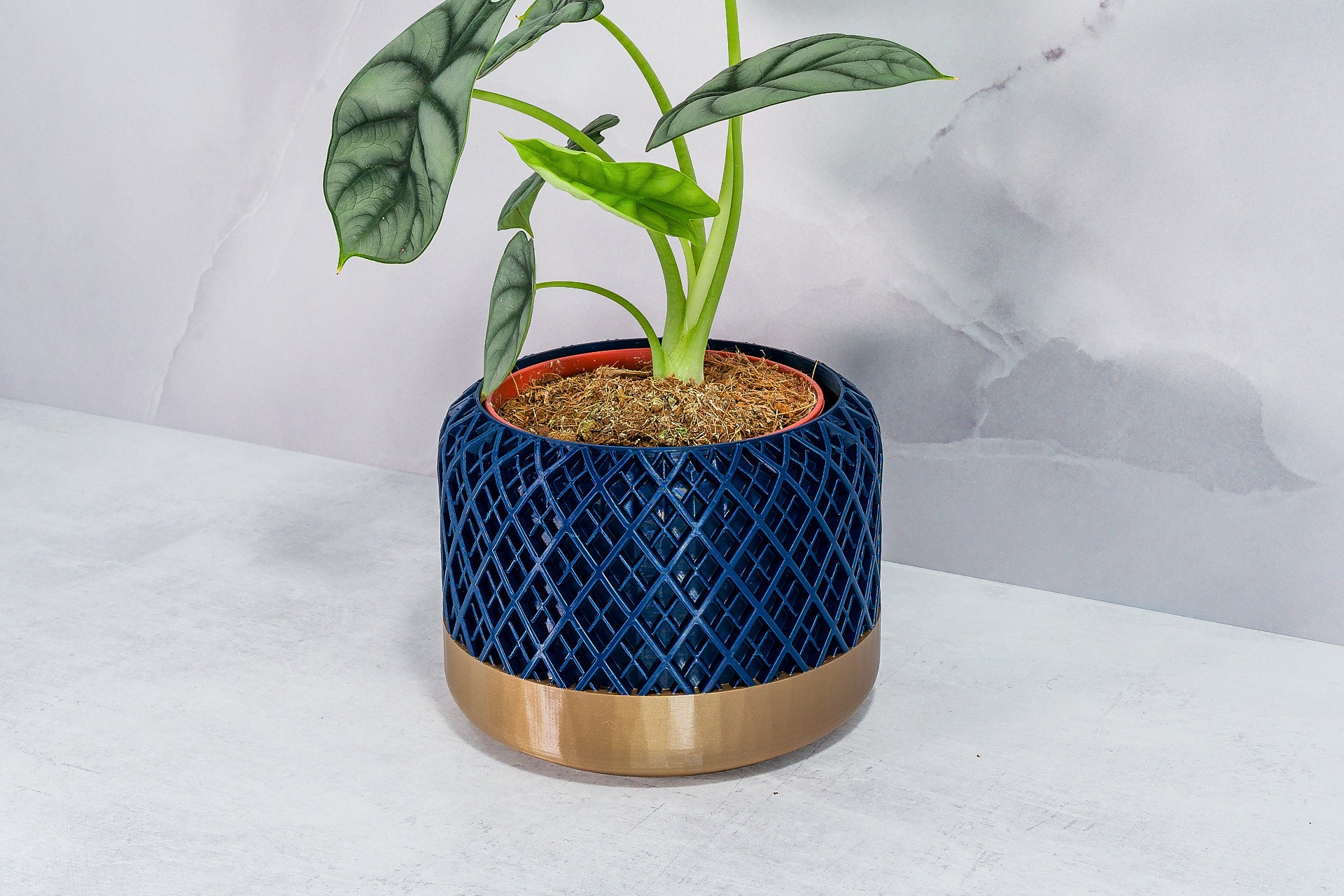 Angled with Alocasia: "Side angle of HATCH planter with gold base and navy pattern, displaying an alocasia plant."
