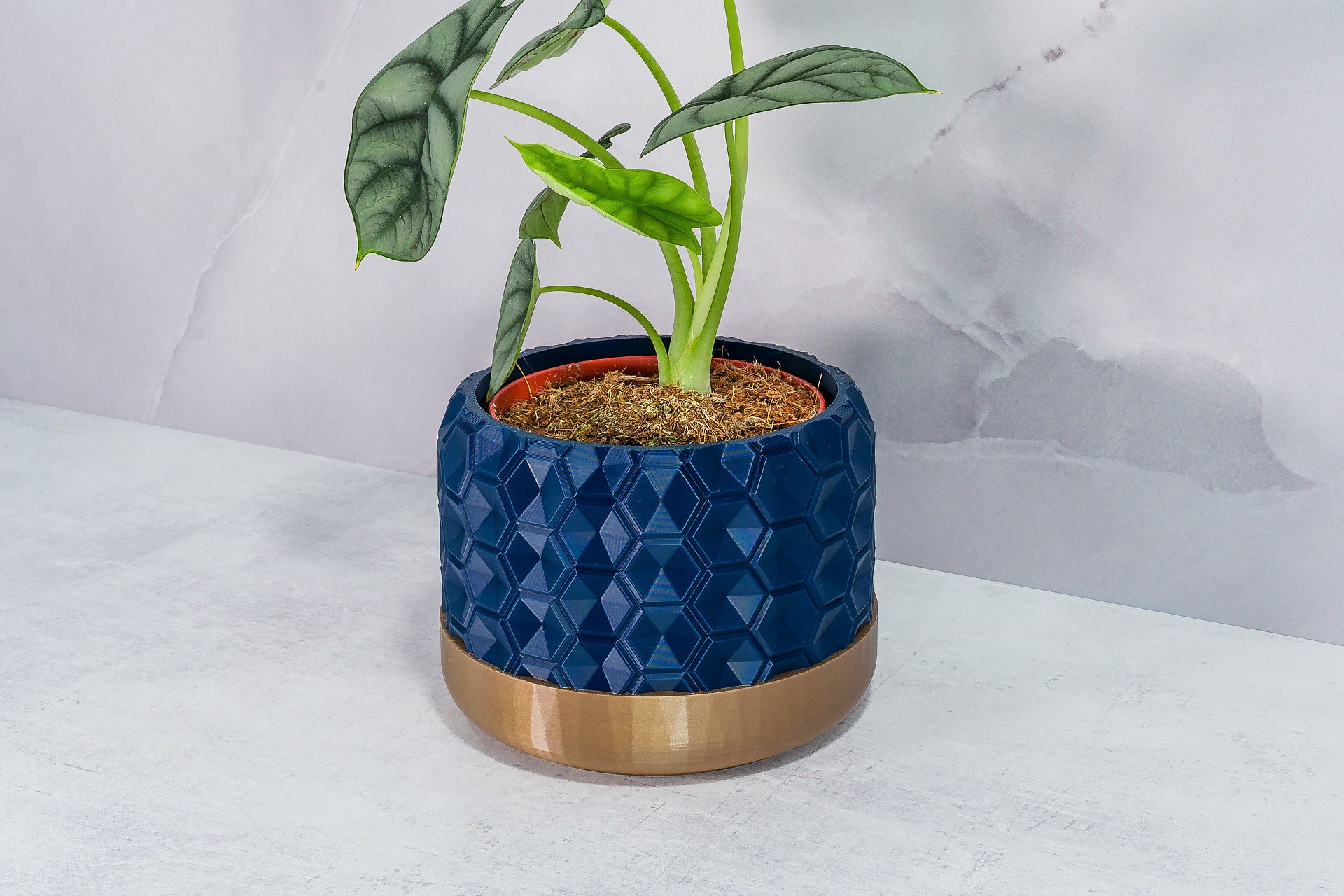 Angled with Alocasia: "Side angle of HEXA planter with gold base and navy pattern, displaying an alocasia plant."
