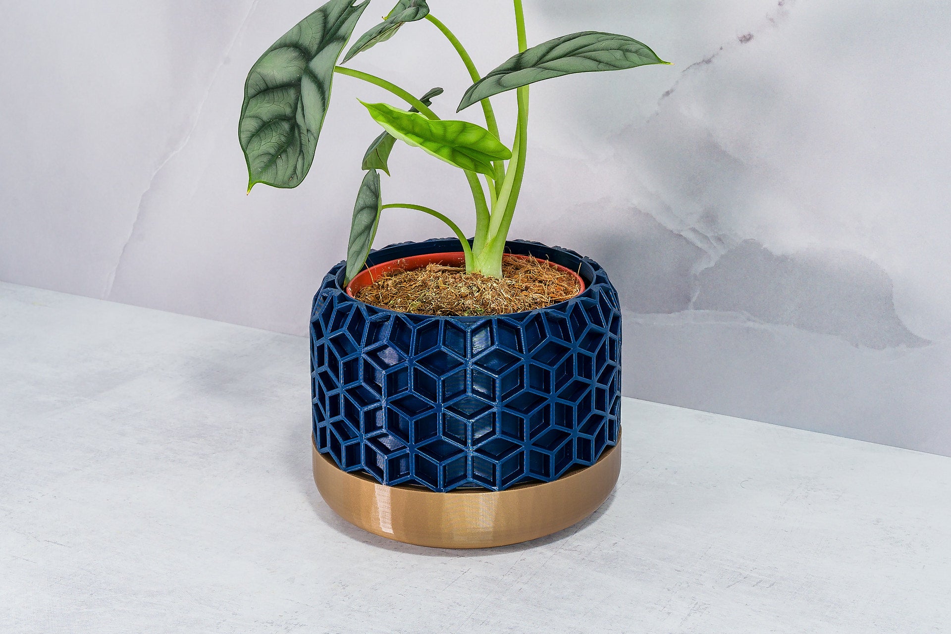 Angled with Alocasia: "Side angle of HONEYCOMB planter with gold base and navy pattern, displaying an alocasia plant."
