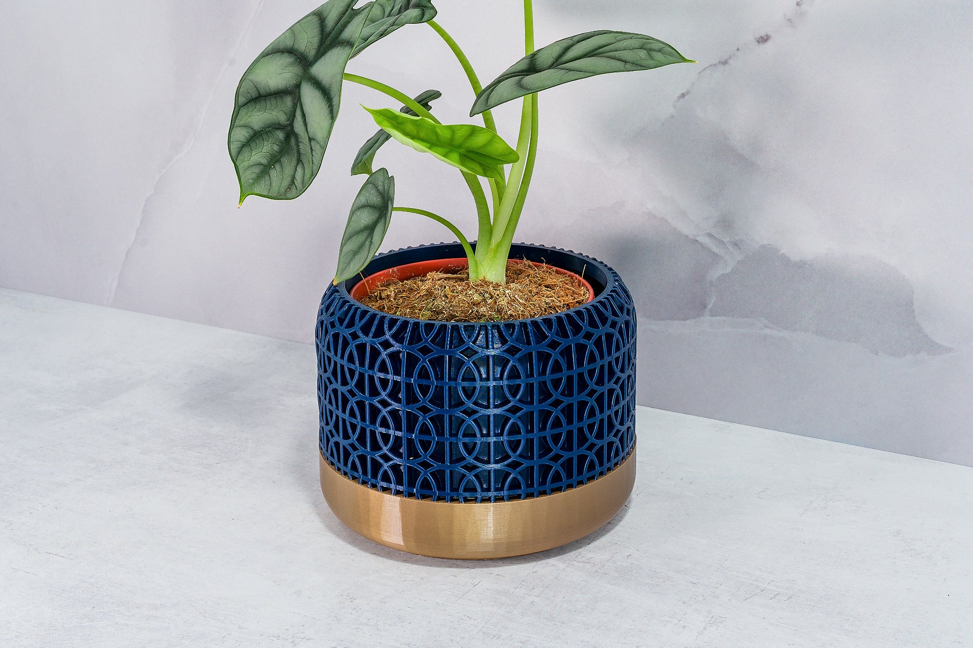 Angled with Alocasia: "Side angle of INTERSECT planter with gold base and navy pattern, displaying an alocasia plant."
