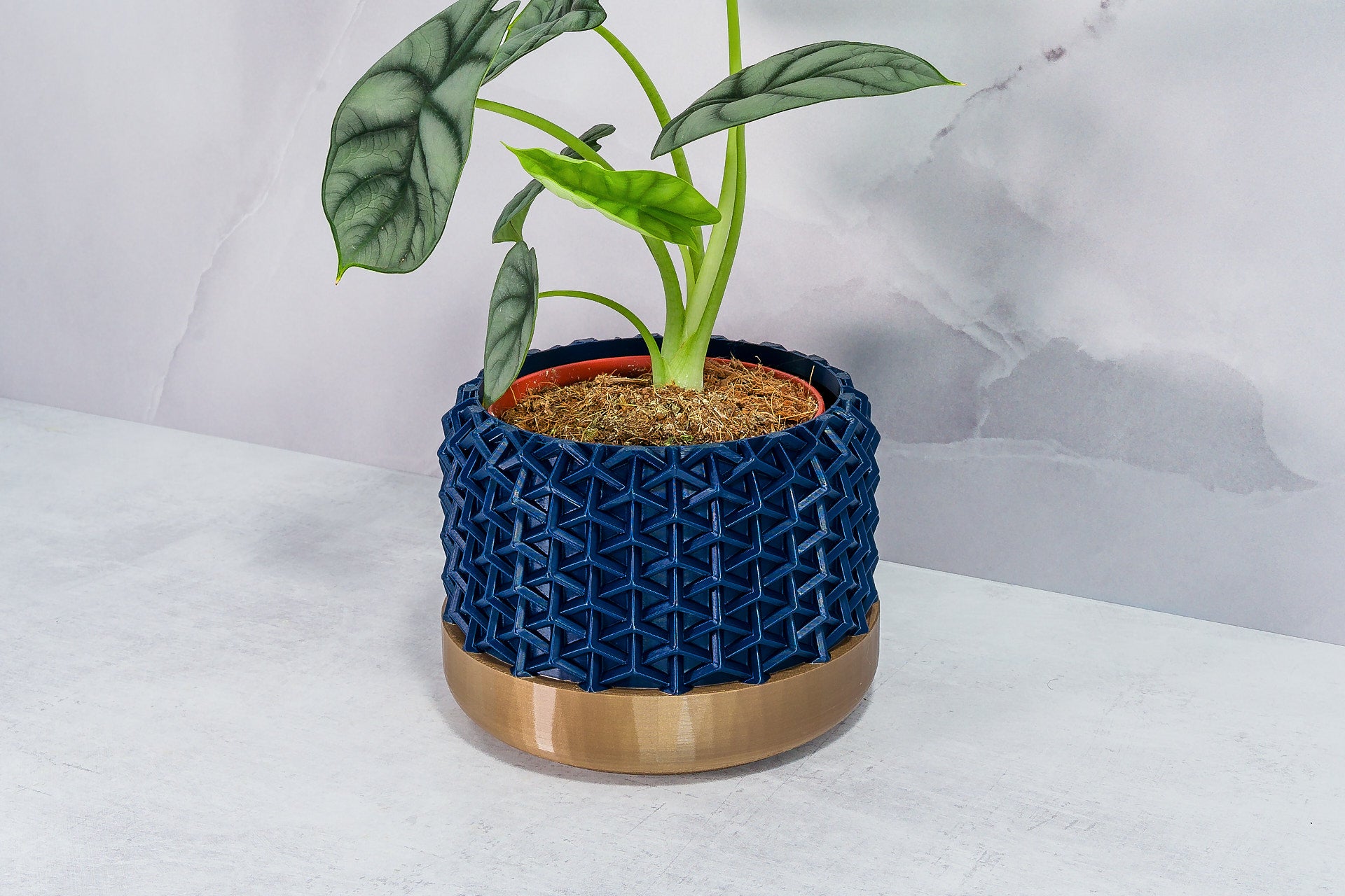 Angled with Alocasia: "Side angle of STELLAR planter with gold base and navy pattern, displaying an alocasia plant."
