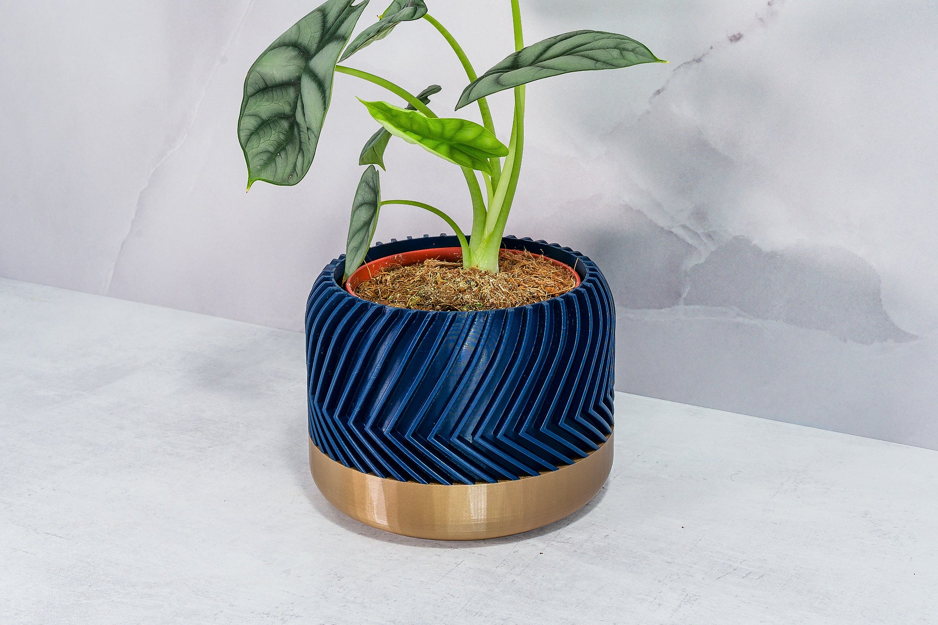 Angled with Alocasia: "Side angle of TREAD planter with gold base and navy pattern, displaying an alocasia plant."
