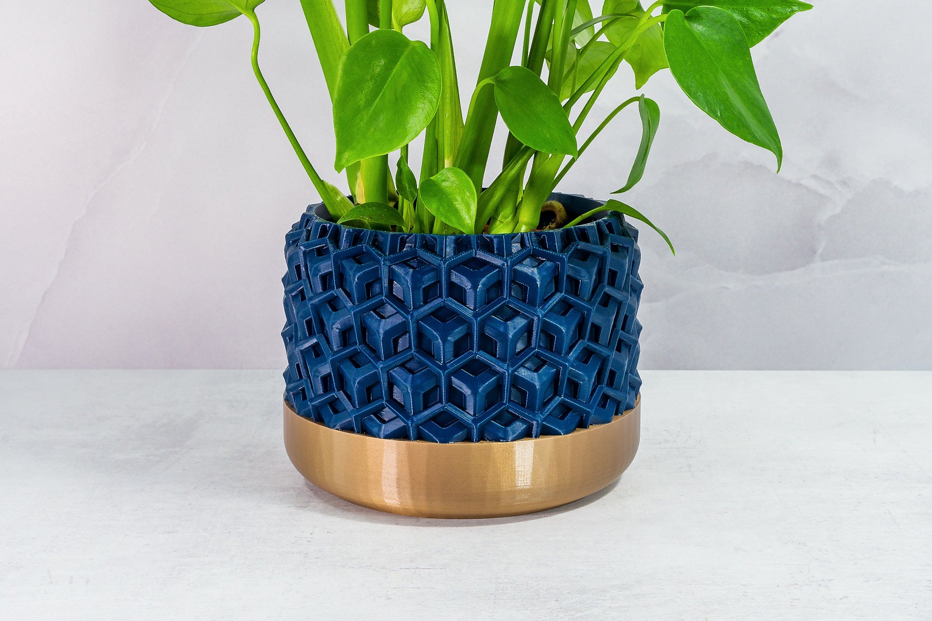 Zoomed In with Monstera: "Close-up of TRANSFORM planter with gold base and navy pattern, featuring a monstera plant."
