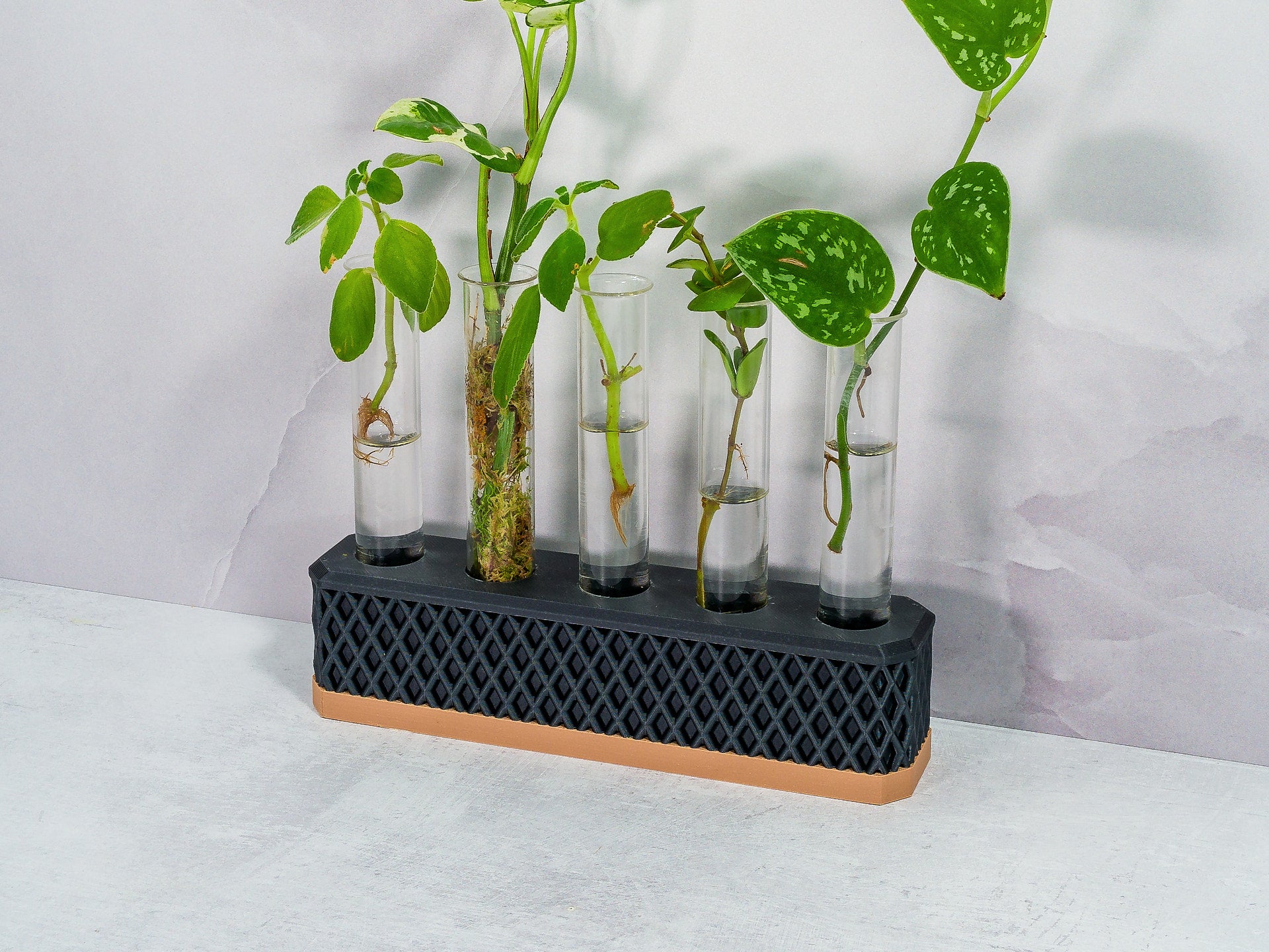 "Angled view of WOOD AND CARBON Propagation Station showcasing an array of plant cuttings in water-filled tubes."
