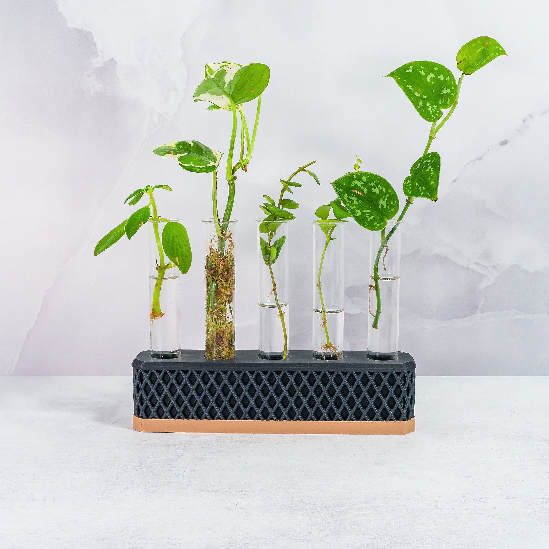 "Front-facing image of WOOD AND CARBON Propagation Station filled with thriving plant cuttings, demonstrating its eco-friendly appeal."
