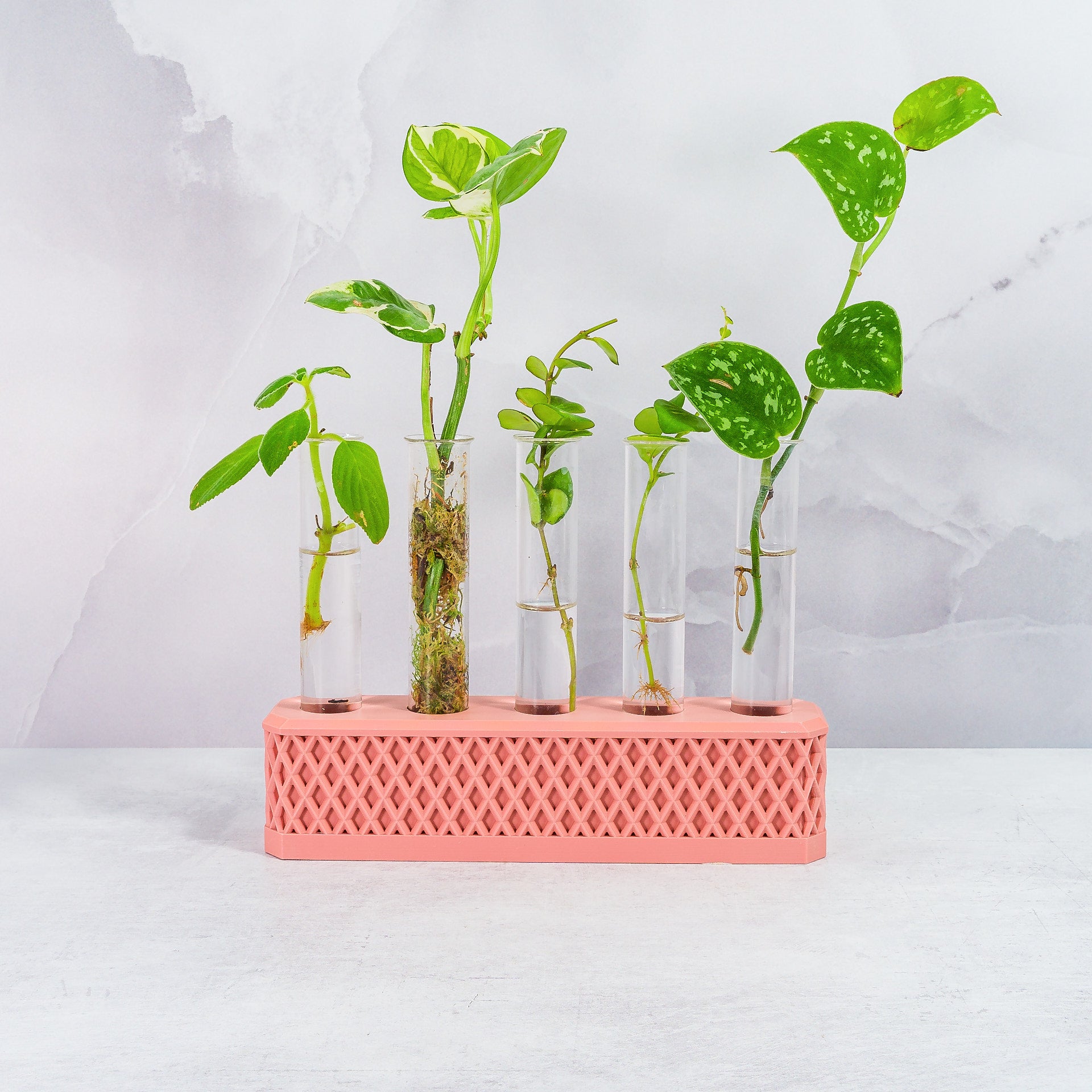 "Front-facing image of CLAY RED Propagation Station filled with growing plant cuttings, emphasising its colourful appeal and practicality."
