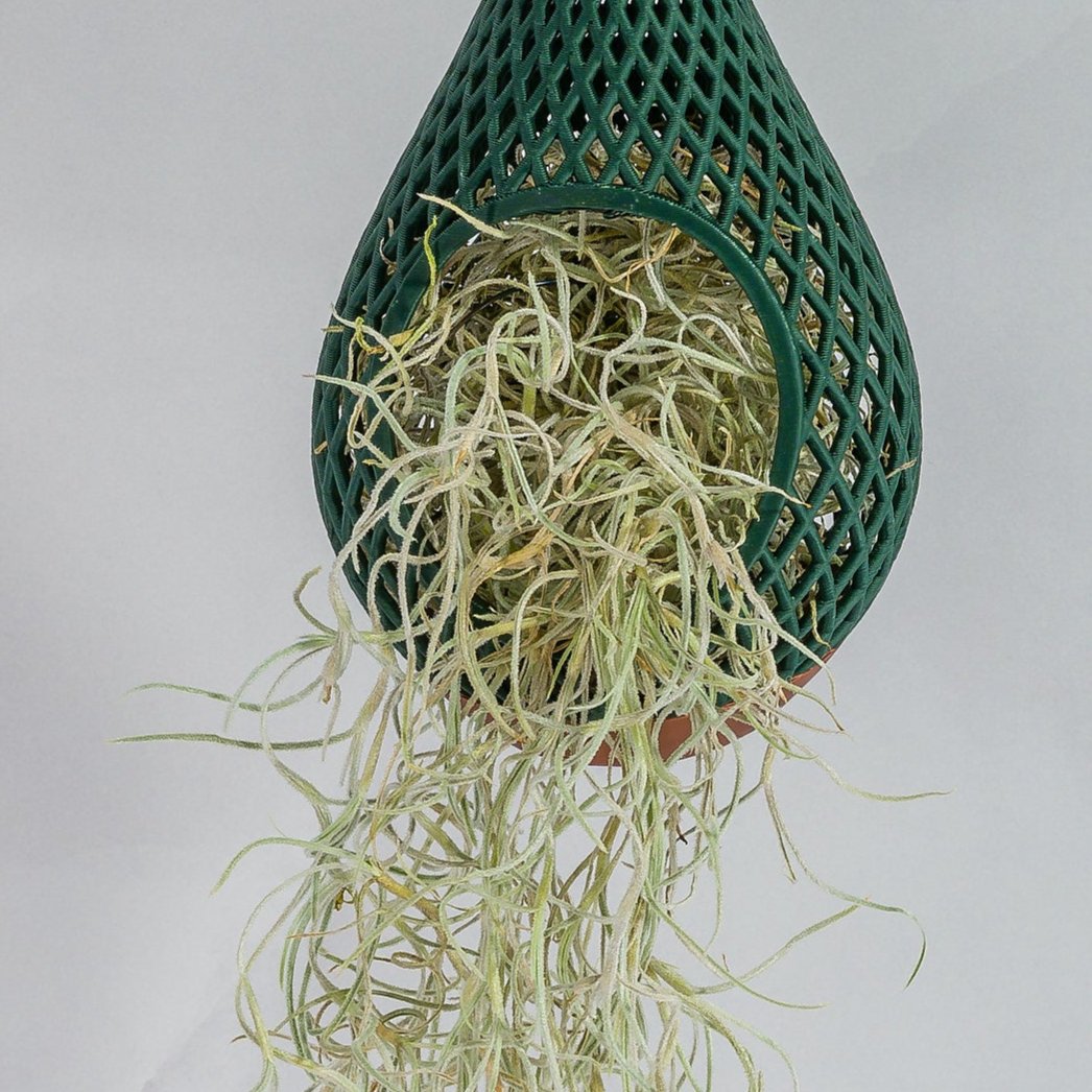 Tillandsia Usneoides Live Air Plant