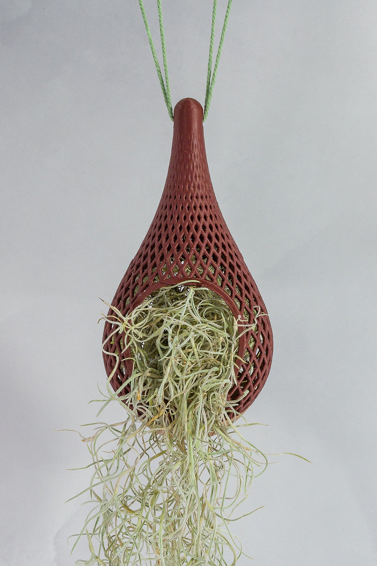 "Front-facing image of WOOD AND RUBY RED TEARDROP planter hanging with a live tillandsia plant inside, trailing down beautifully."
