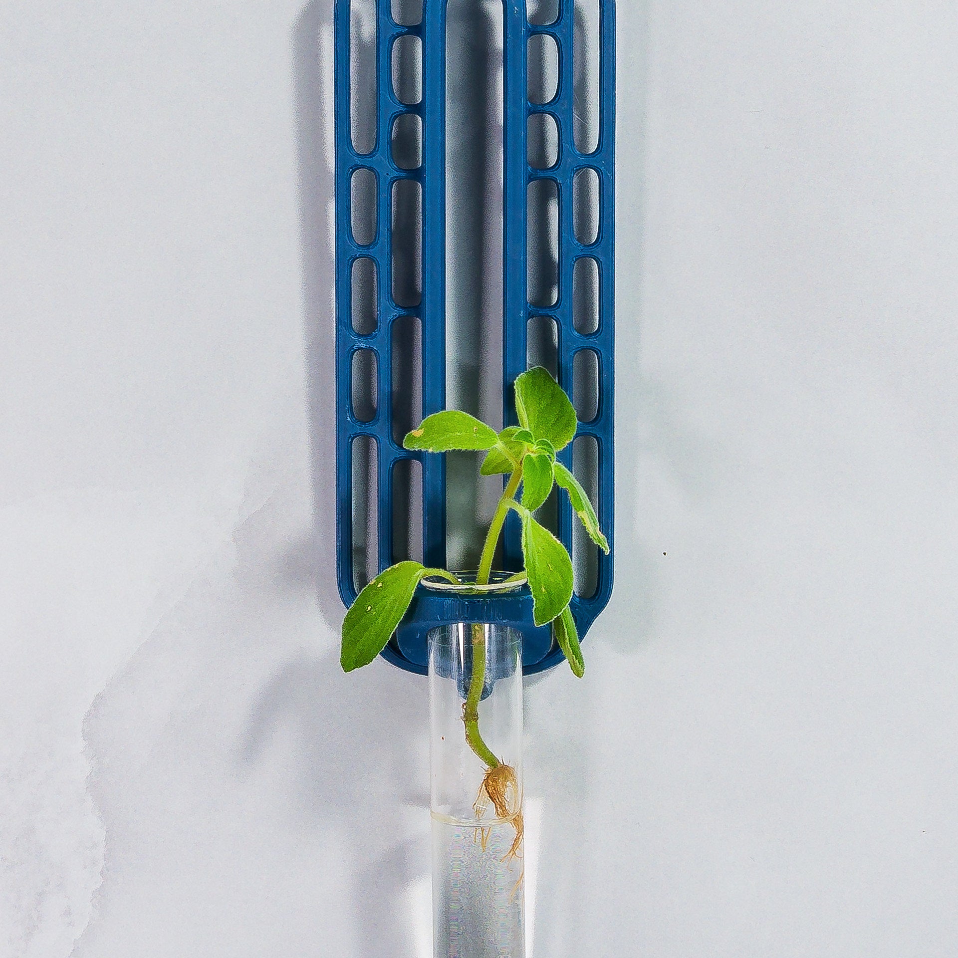 "Close-up front-facing view of BLUE Wall Propagation unit with a plant cutting inside the clear tube."
