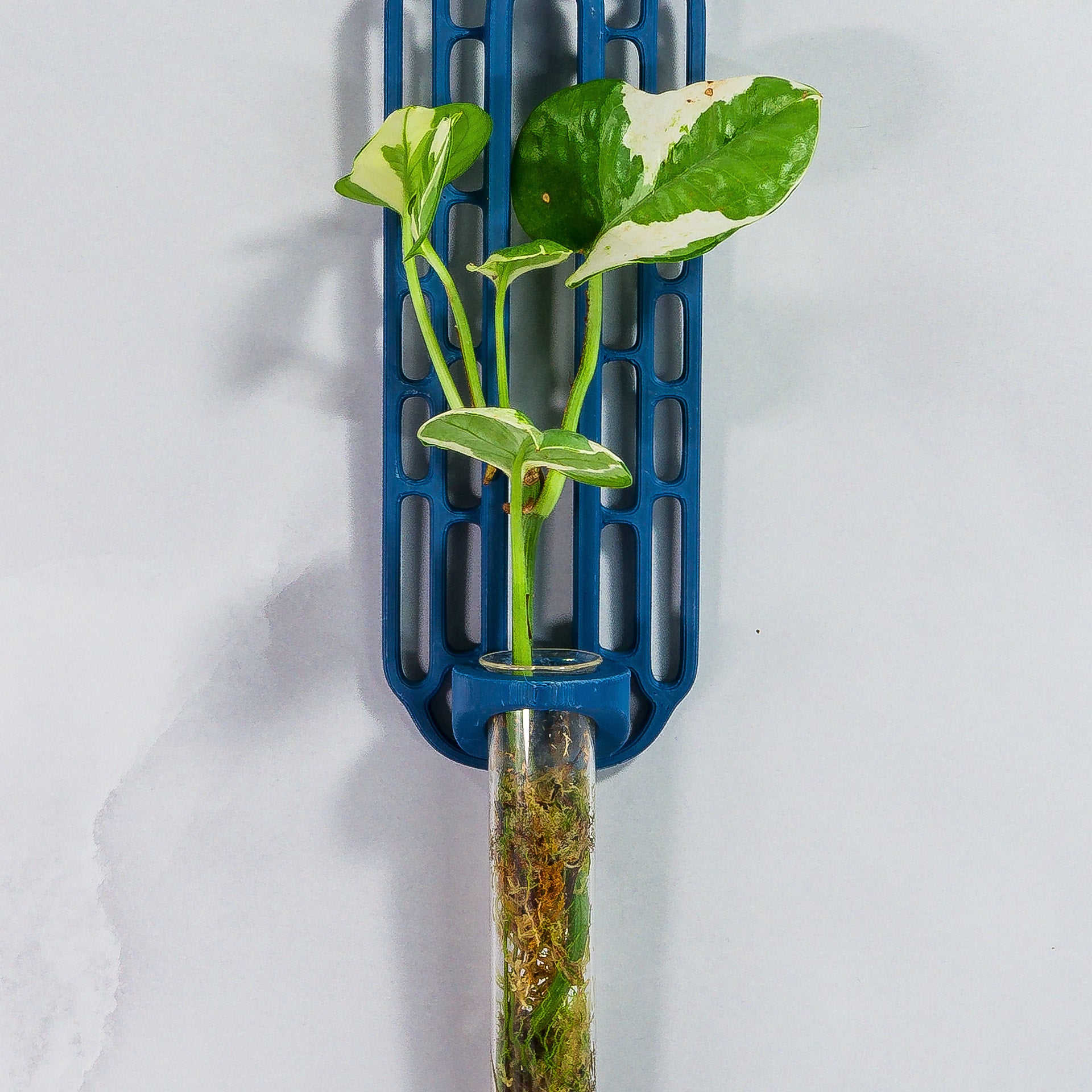 "Close-up front-facing view of BLUE Wall Propagation unit with live moss and a plant cutting in the clear tube."
