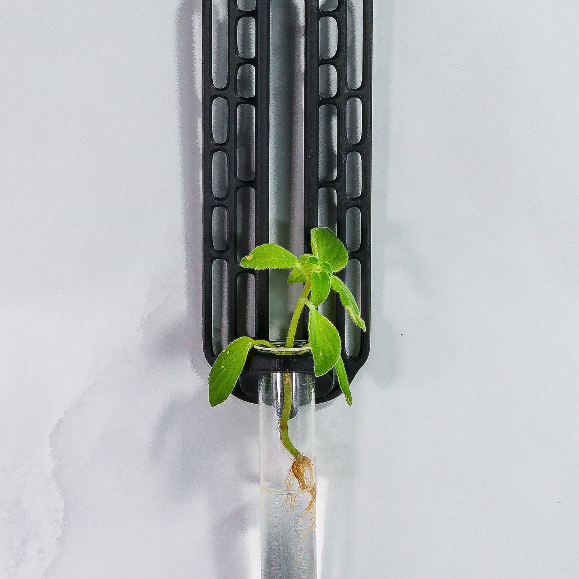 "Close-up front-facing view of CARBON Wall Propagation unit with a plant cutting inside the clear tube."
