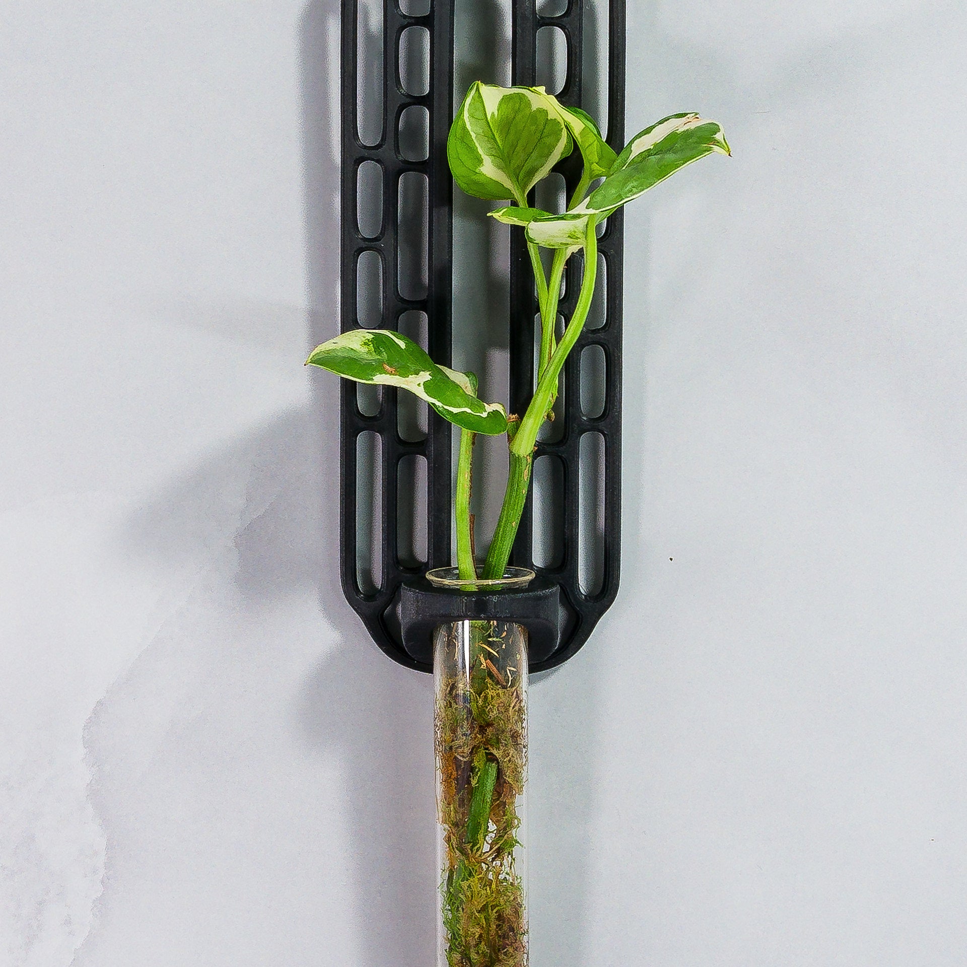 "Close-up front-facing view of CARBON Wall Propagation unit with live moss and a plant cutting in the clear tube."
