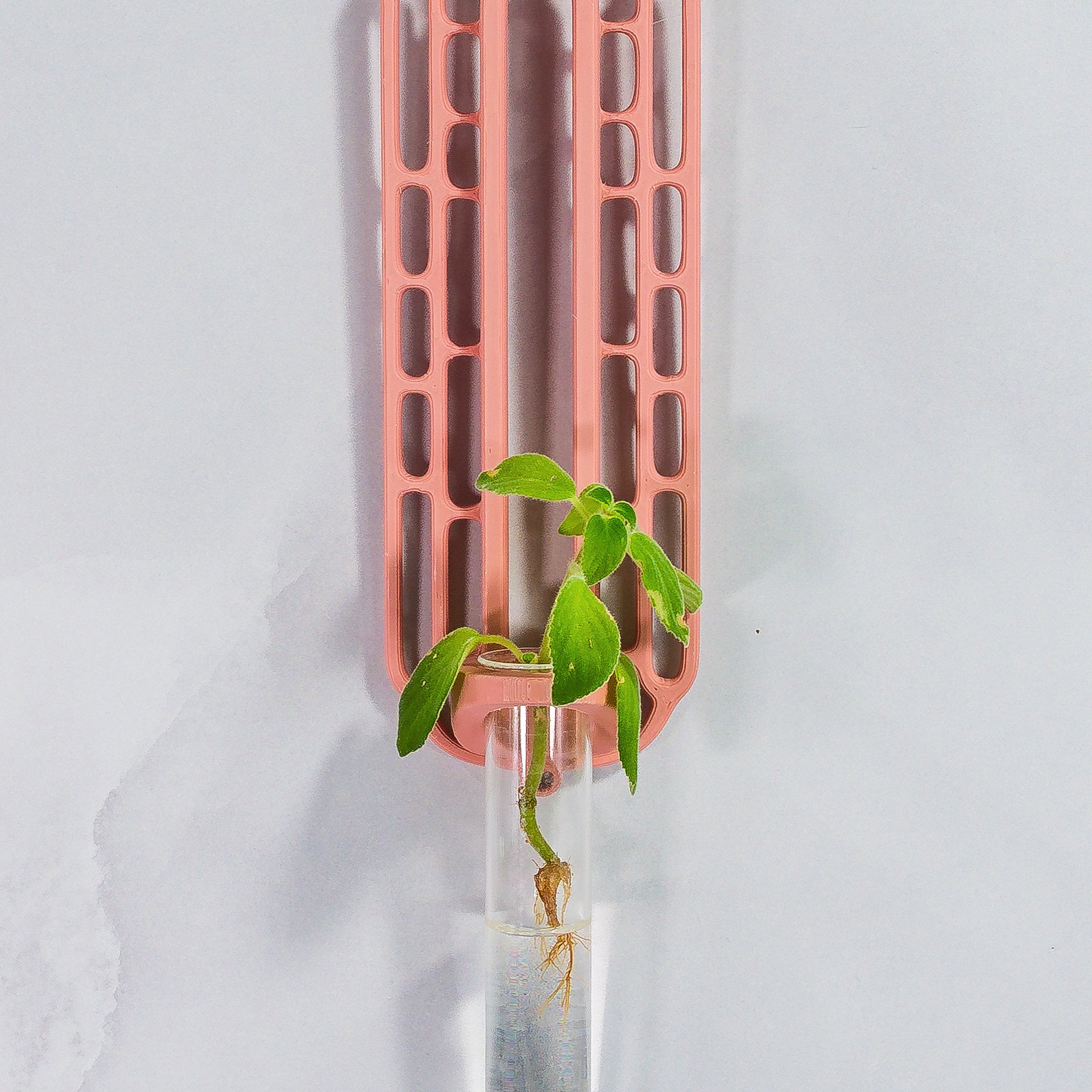 "Close-up front-facing view of CLAY RED Wall Propagation unit with a plant cutting inside the clear tube."
