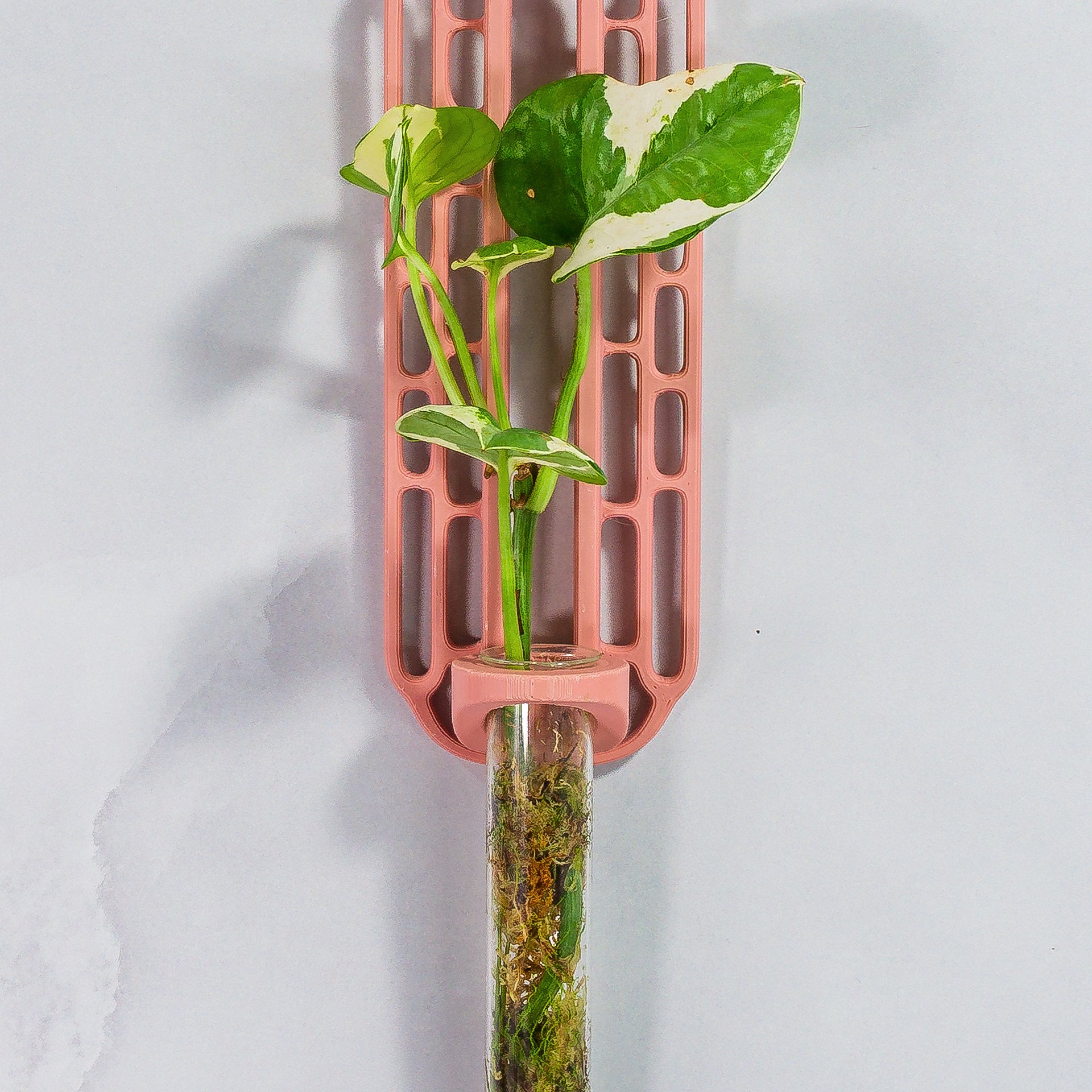 "Close-up front-facing view of CLAY RED Wall Propagation unit with live moss and a plant cutting in the clear tube."
