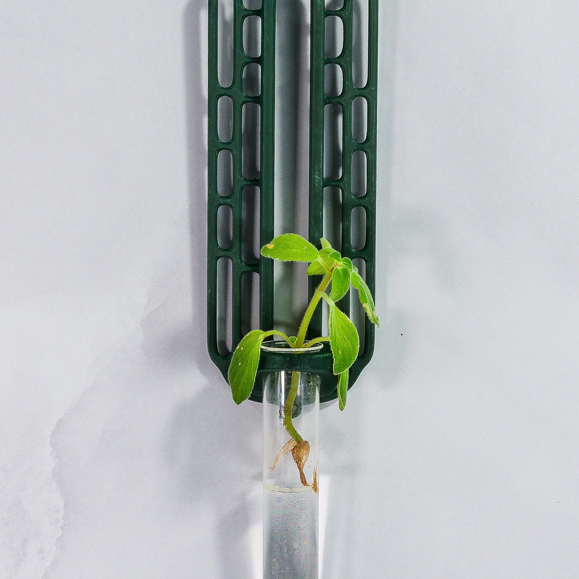 "Close-up front-facing view of FOREST GREEN Wall Propagation unit with a plant cutting inside the clear tube."
