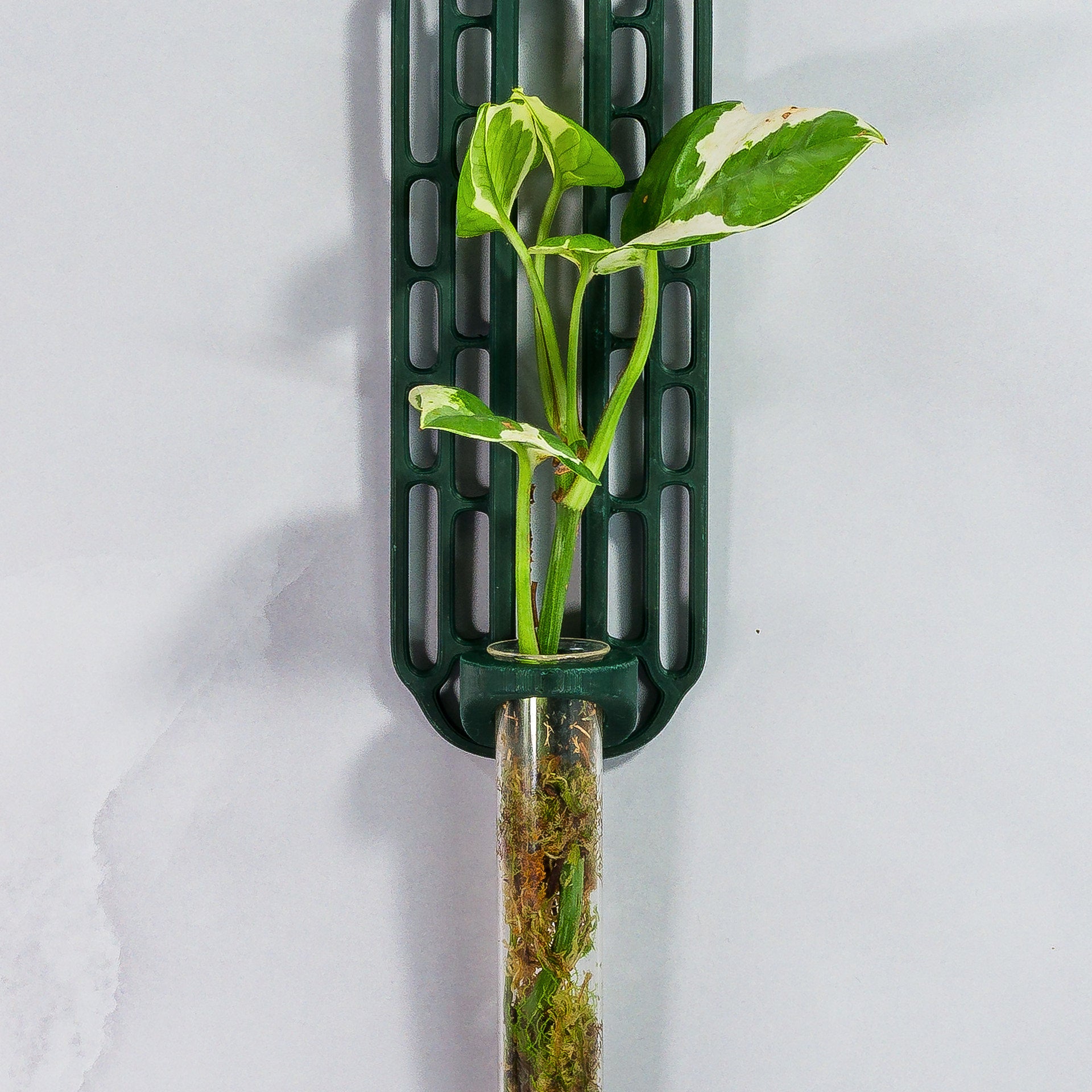 "Close-up front-facing view of FOREST GREEN Wall Propagation unit with live moss and a plant cutting in the clear tube."
