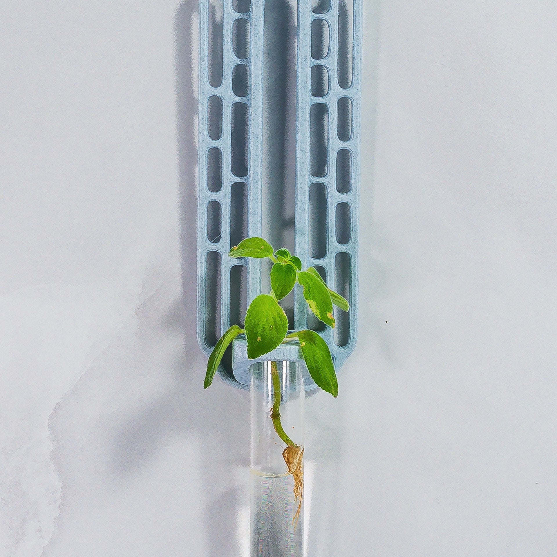 "Close-up front-facing view of MARBLE Wall Propagation unit with a plant cutting inside the clear tube."
