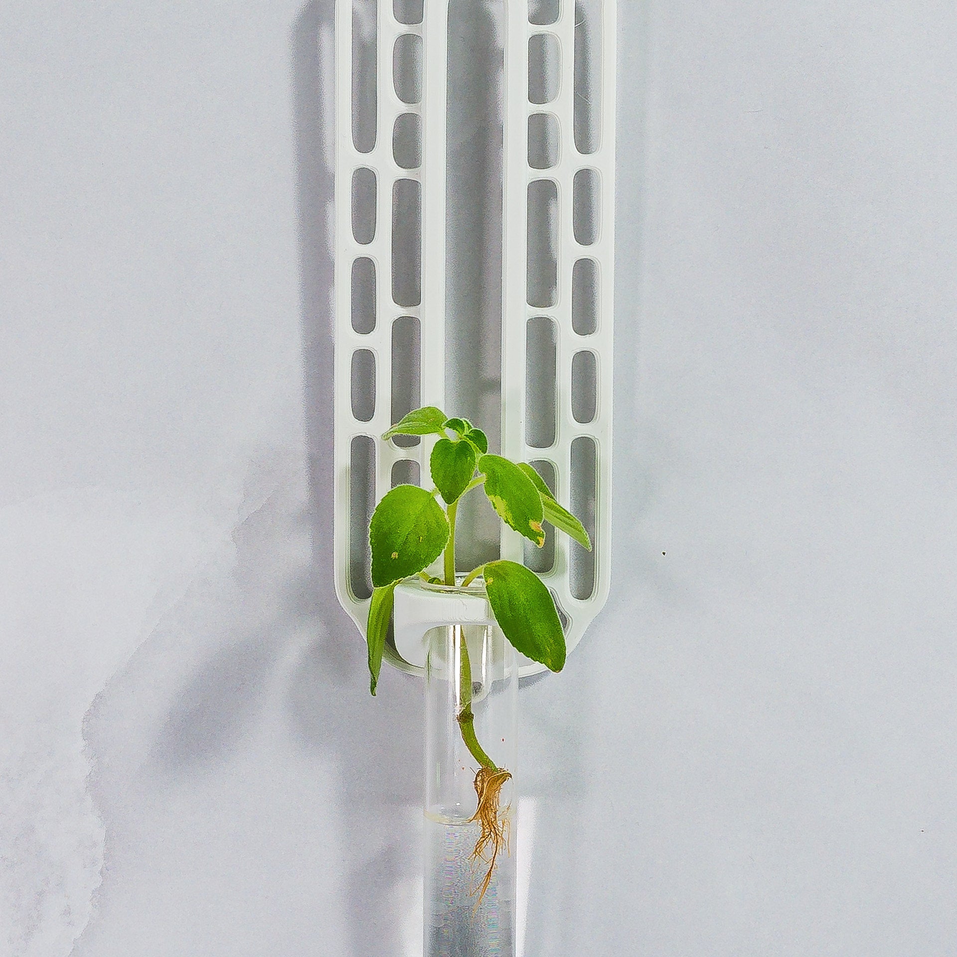 "Close-up front-facing view of MATTE WHITE Wall Propagation unit with a plant cutting inside the clear tube."
