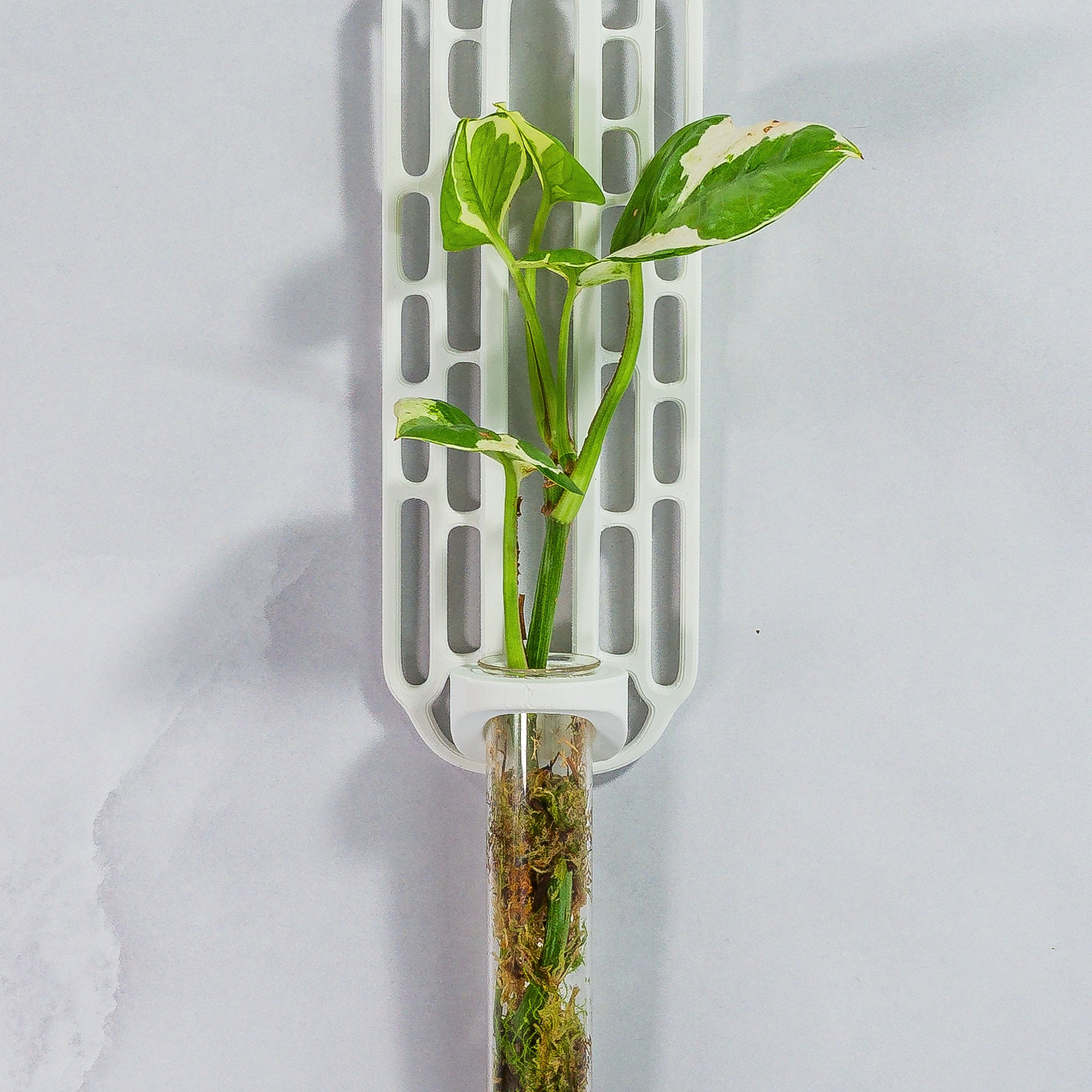 "Close-up front-facing view of MATTE WHITE Wall Propagation unit with live moss and a plant cutting in the clear tube."
